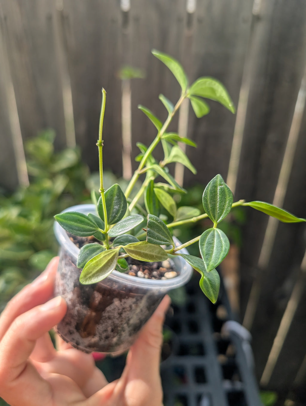 Peperomia angulata 'beetle' image 5