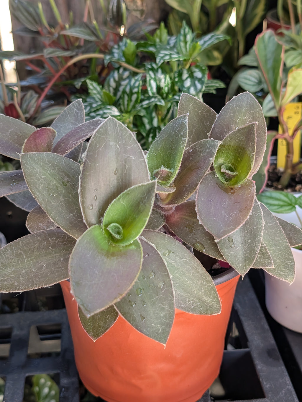 Tradescantia pallida 'pale puma' image 4