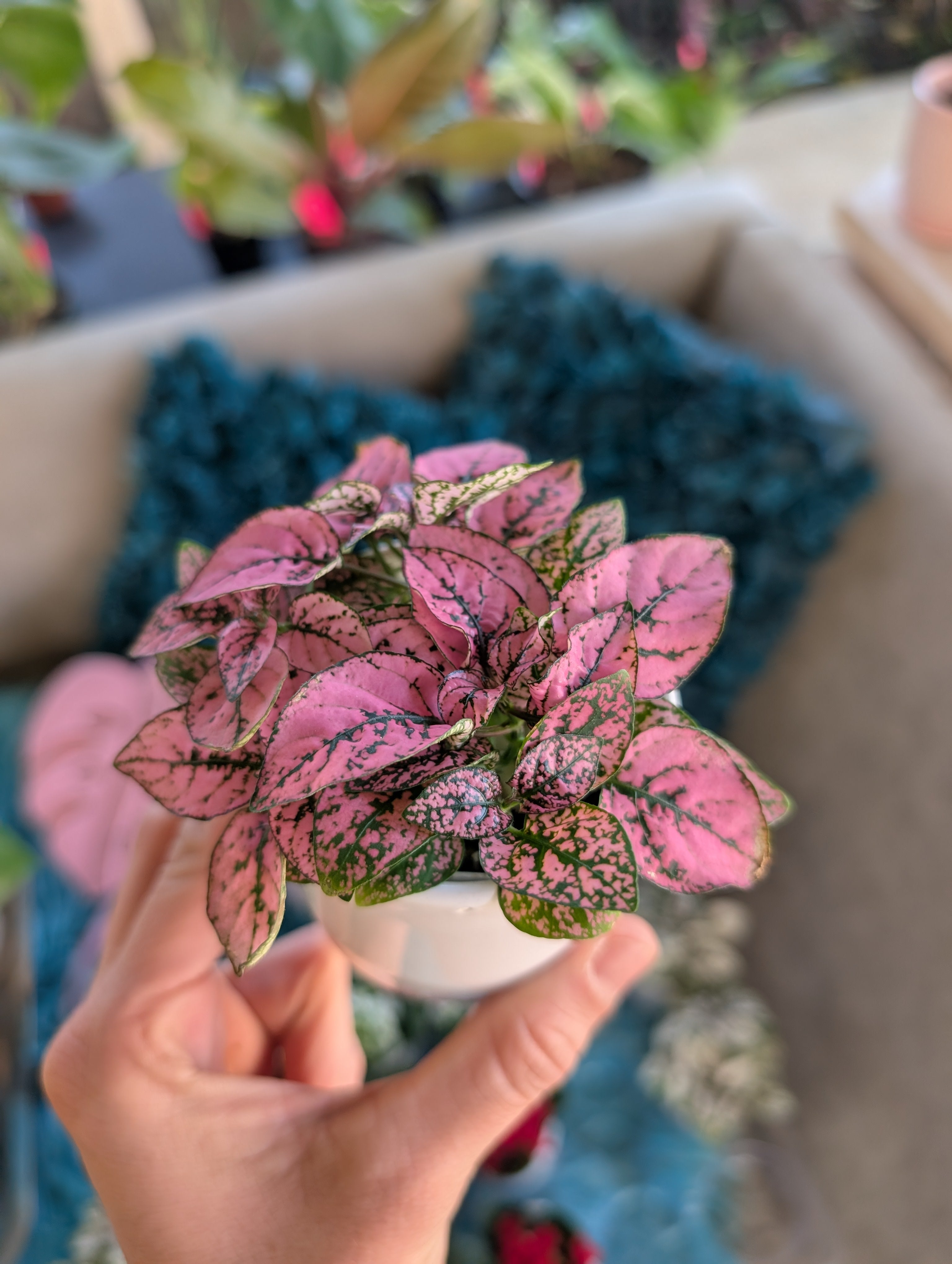 Polkadot Splash Plant image 11