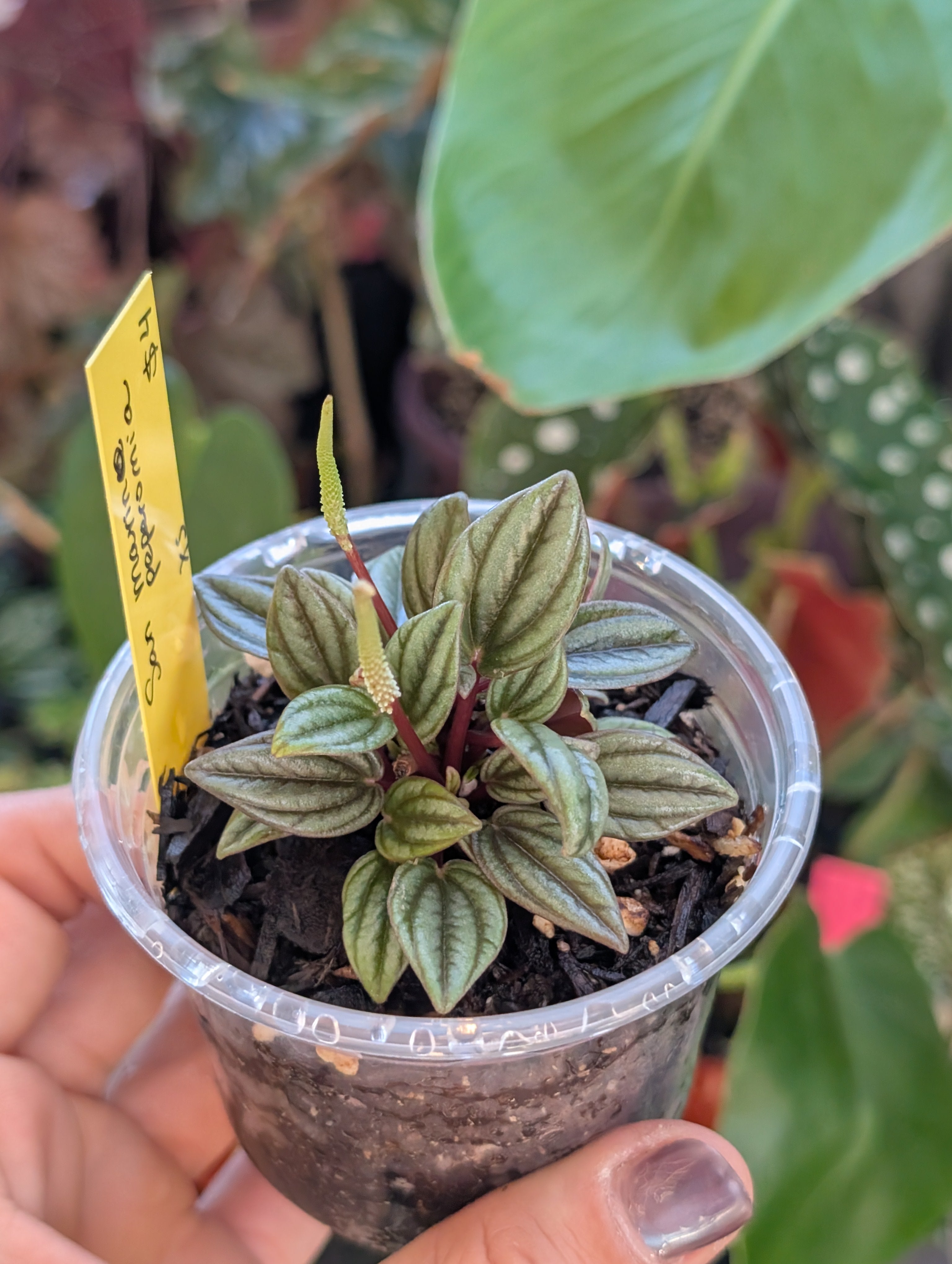 Peperomia 'san marino' image 12