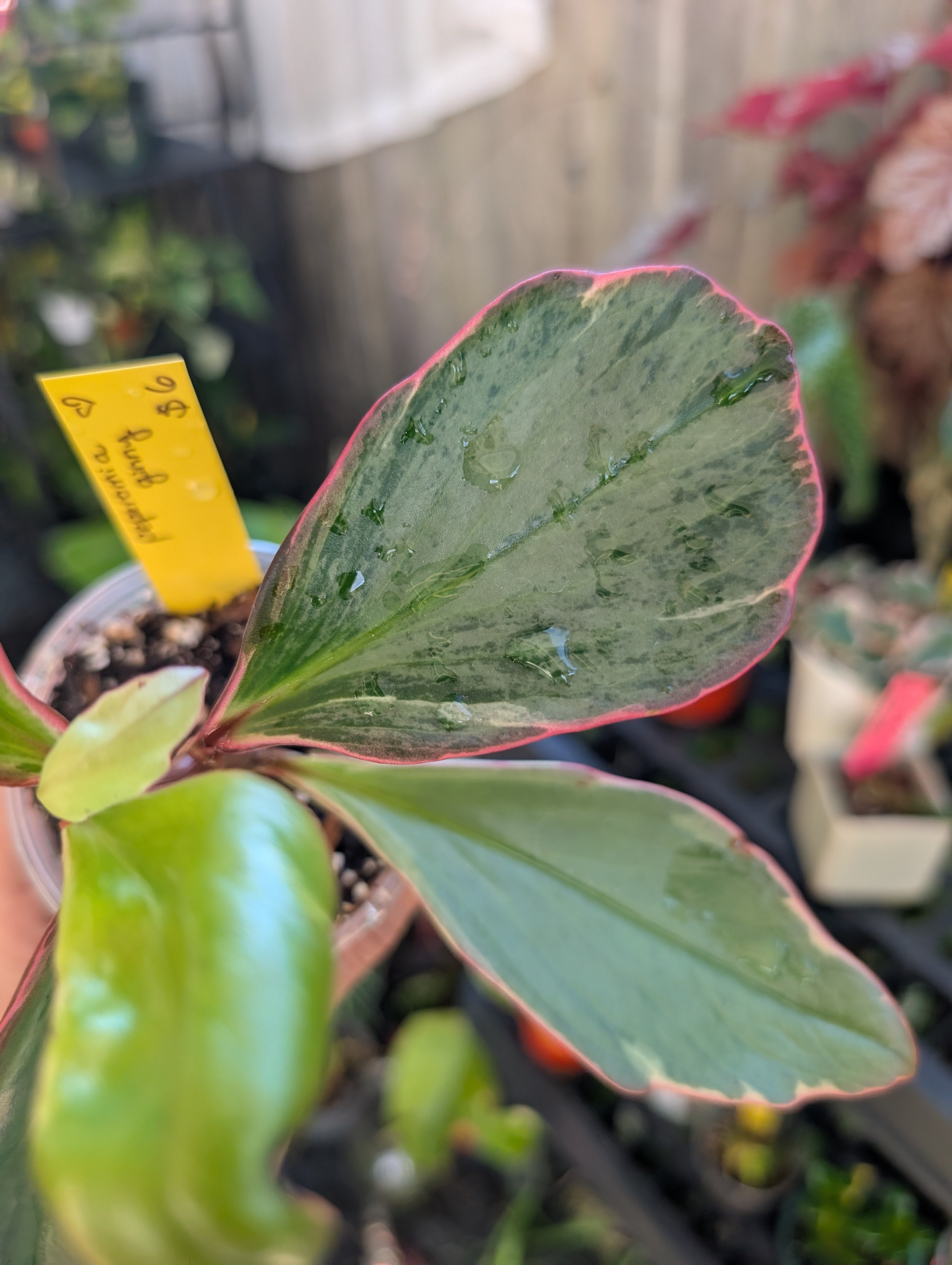 Peperomia ginny 'pink white and green' image 7