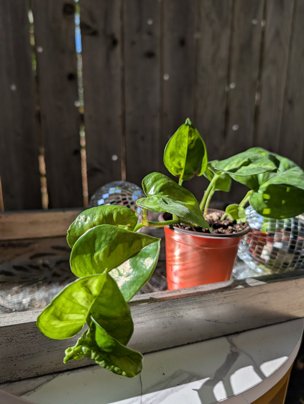 Global Green Pothos image 5
