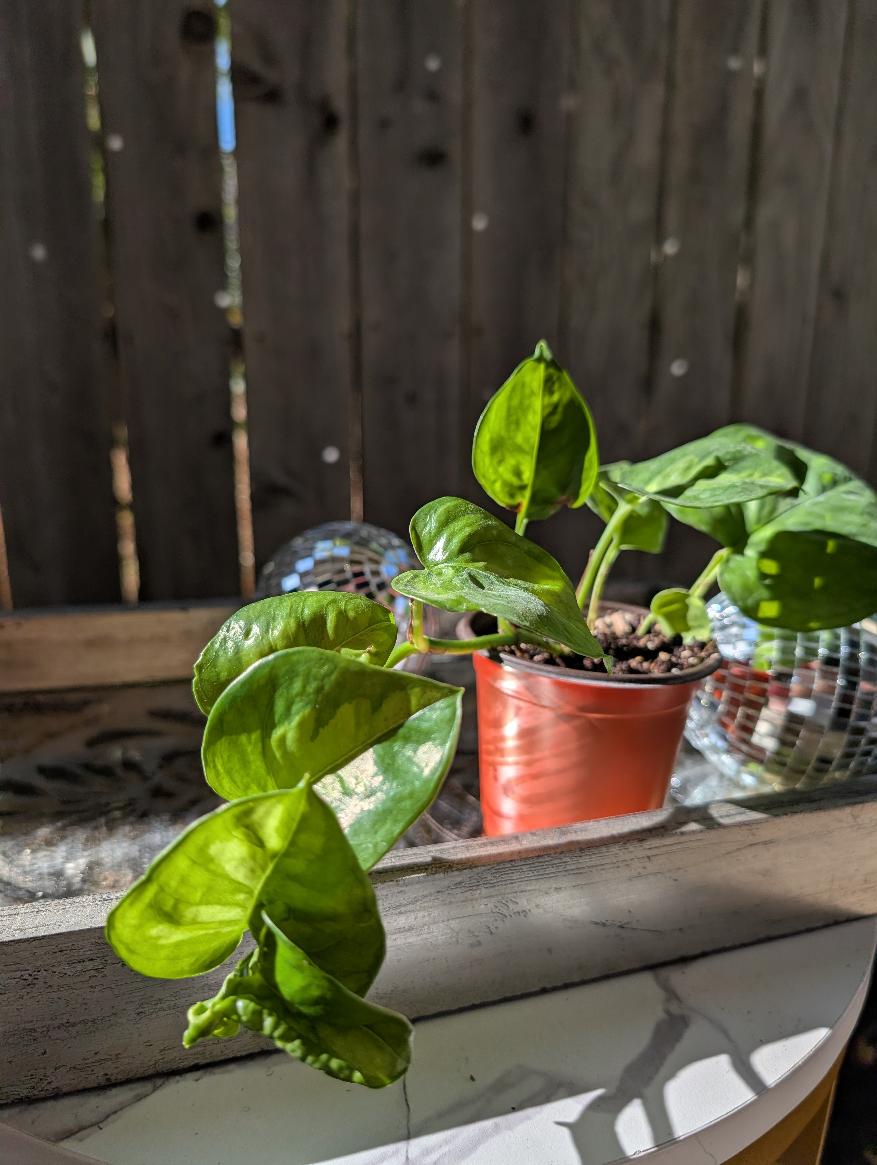 Global Green Pothos image 5