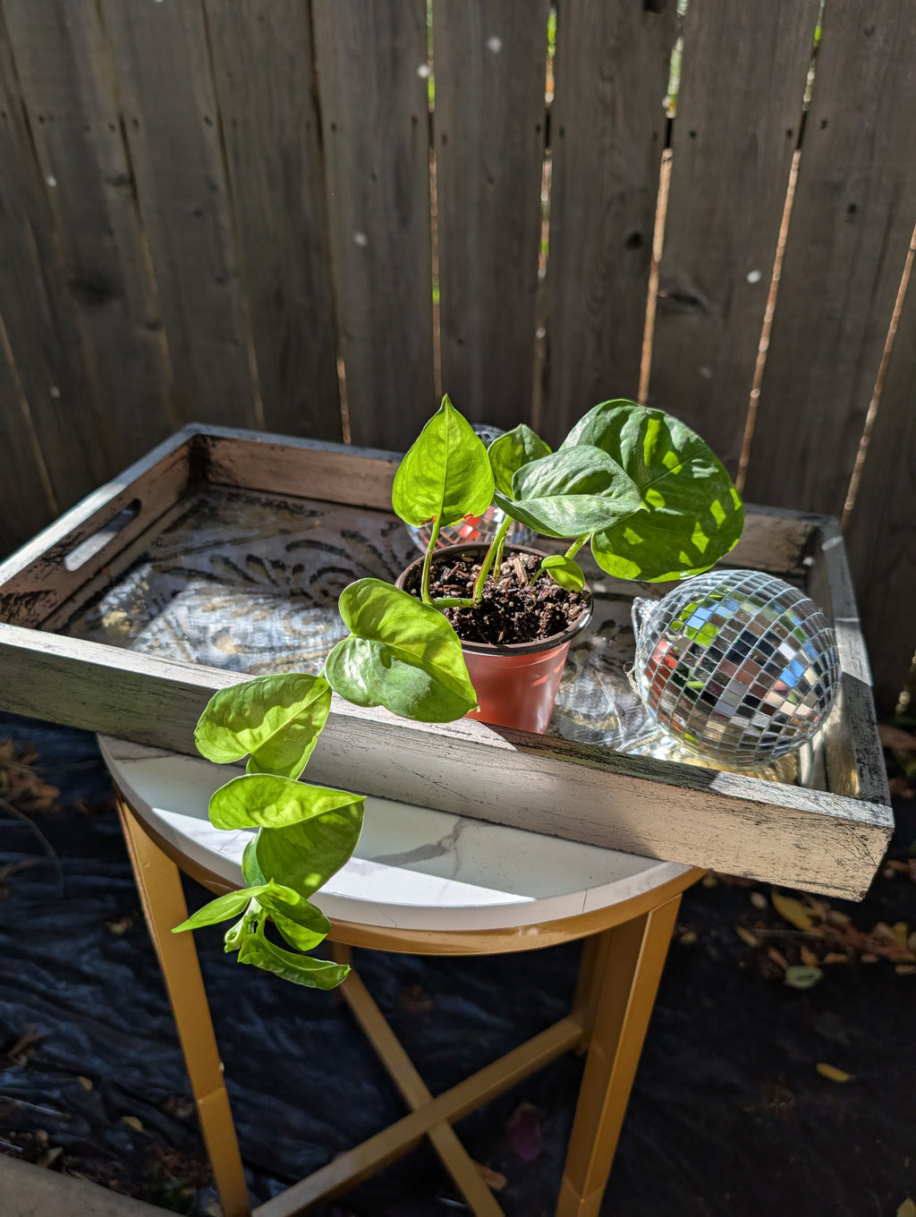 Global Green Pothos image 14