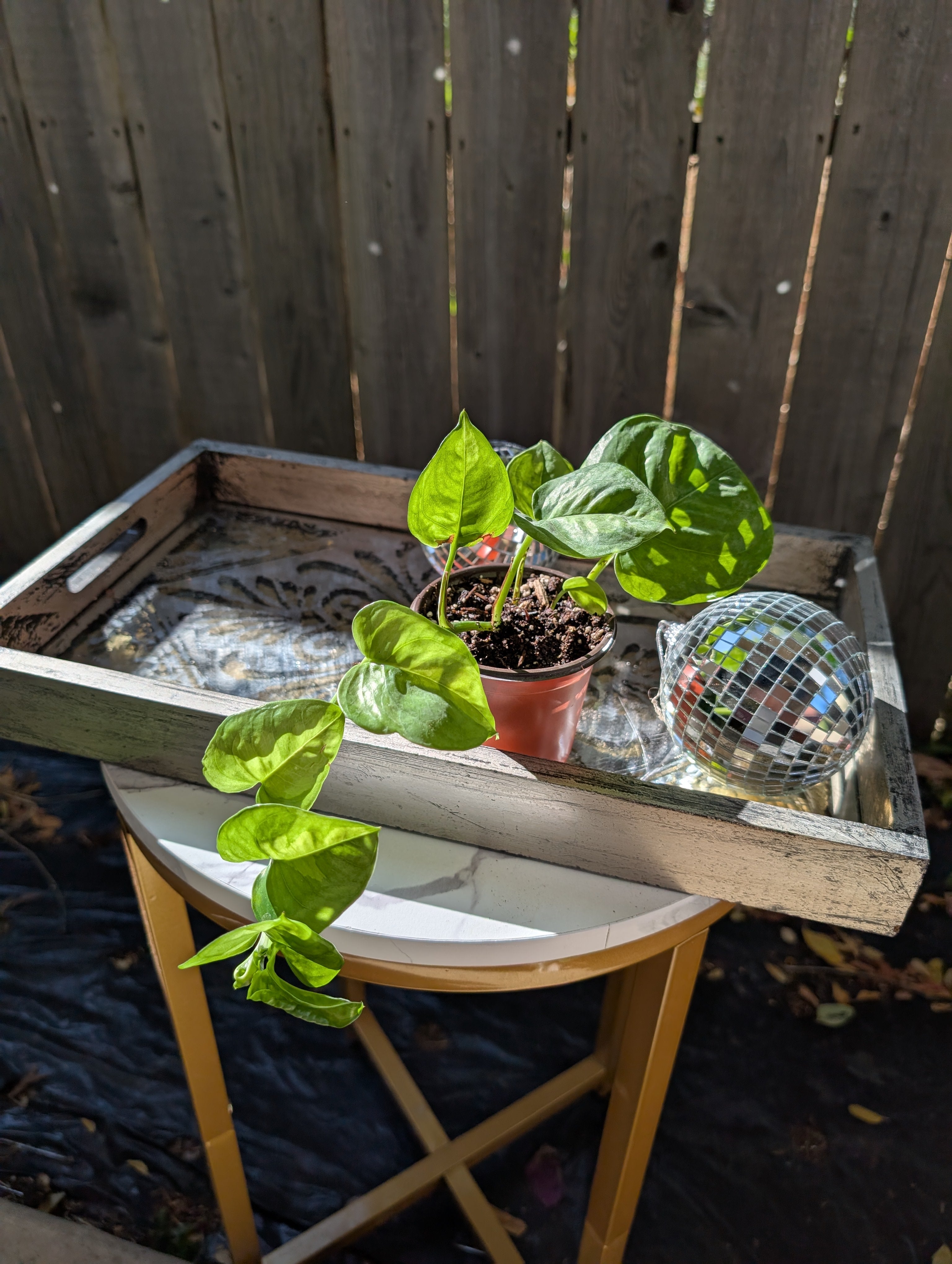 Global Green Pothos image 14