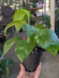 Epipremnum aureum 'golden pothos' image 6