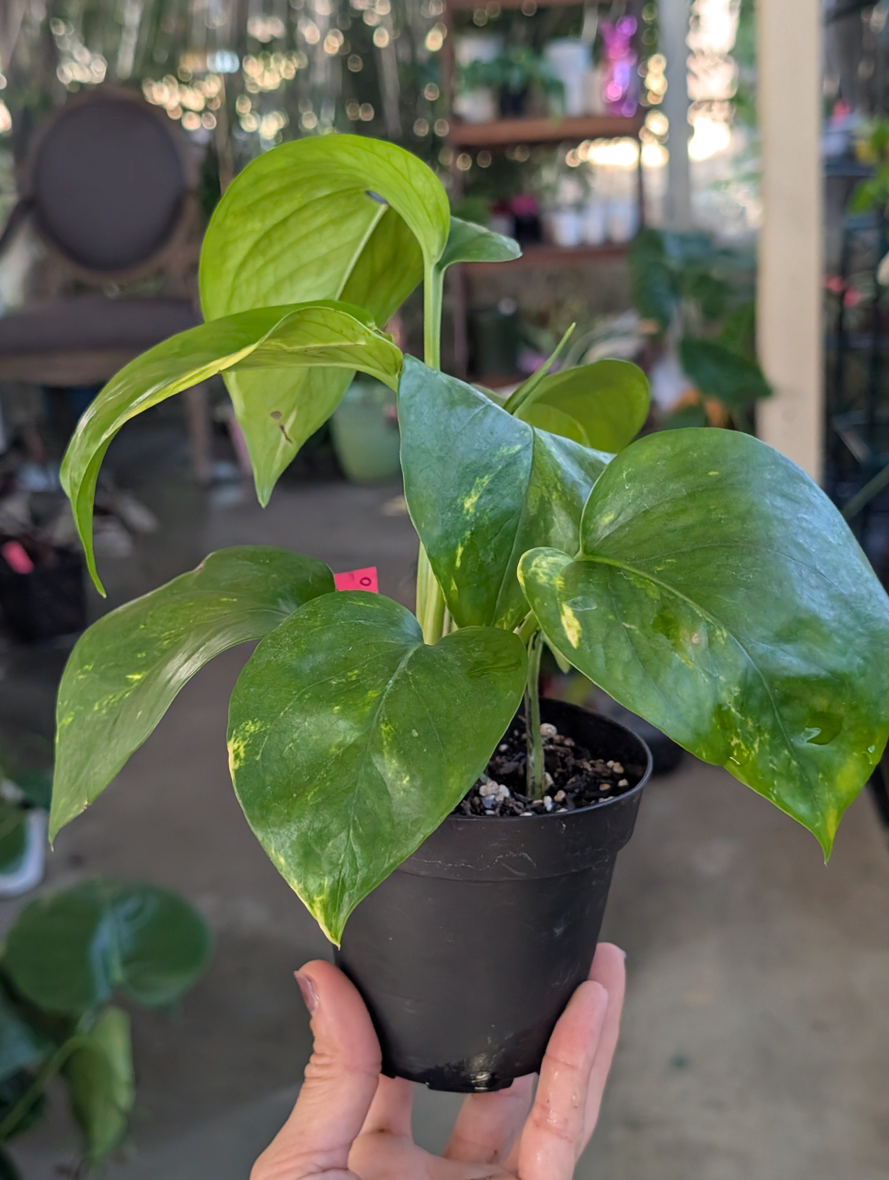 Epipremnum aureum 'golden pothos' image 6