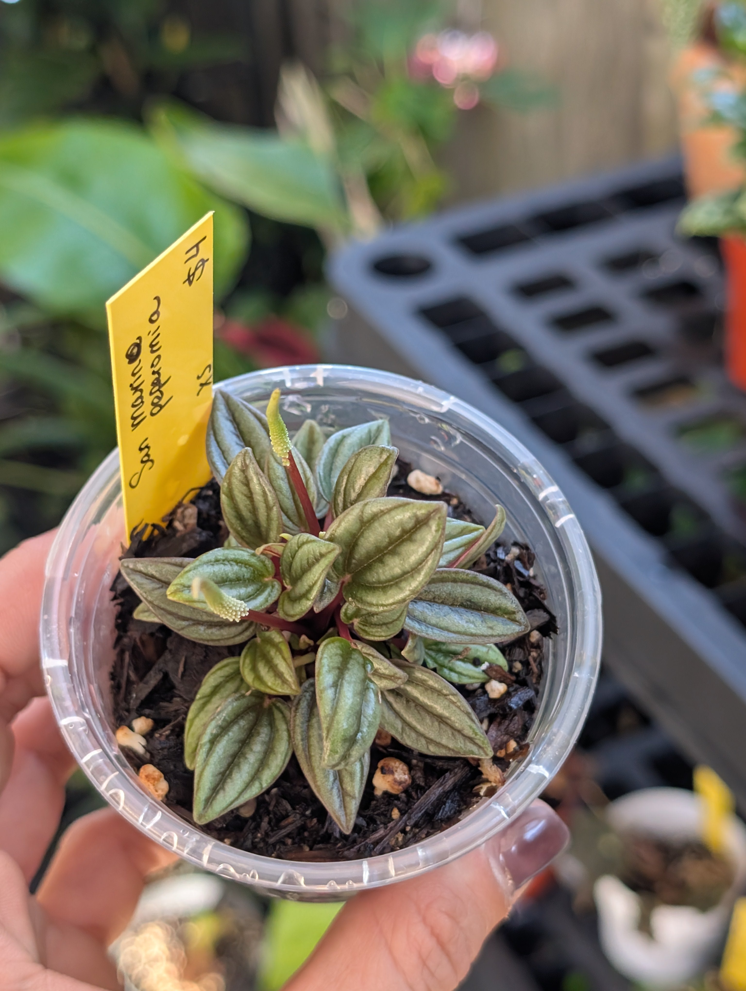 Peperomia 'san marino' image 9