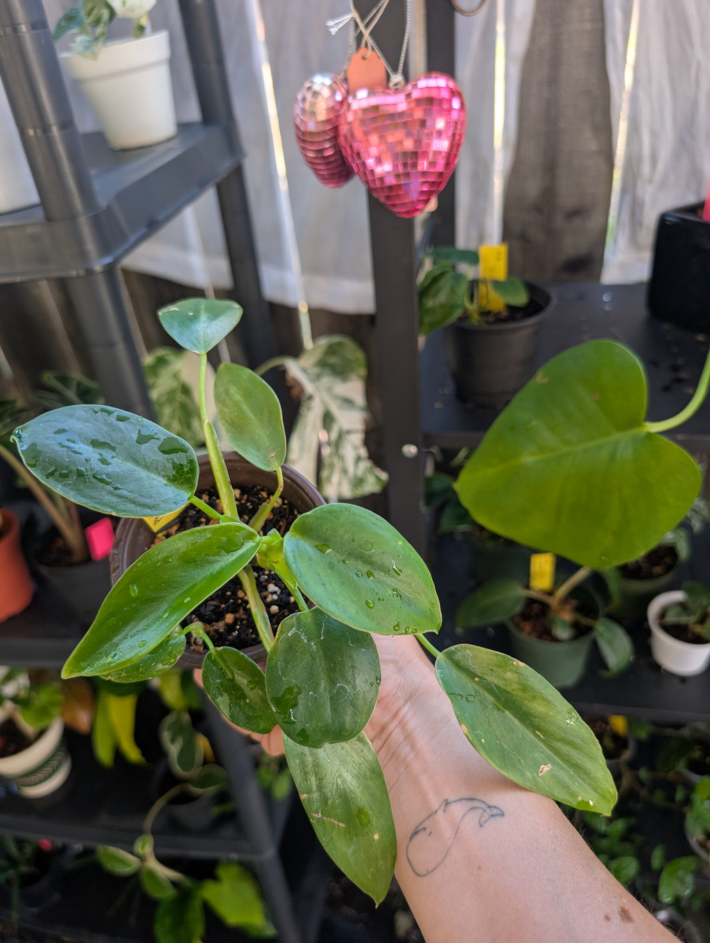 Philodendron 'white wizard' reverted image 6
