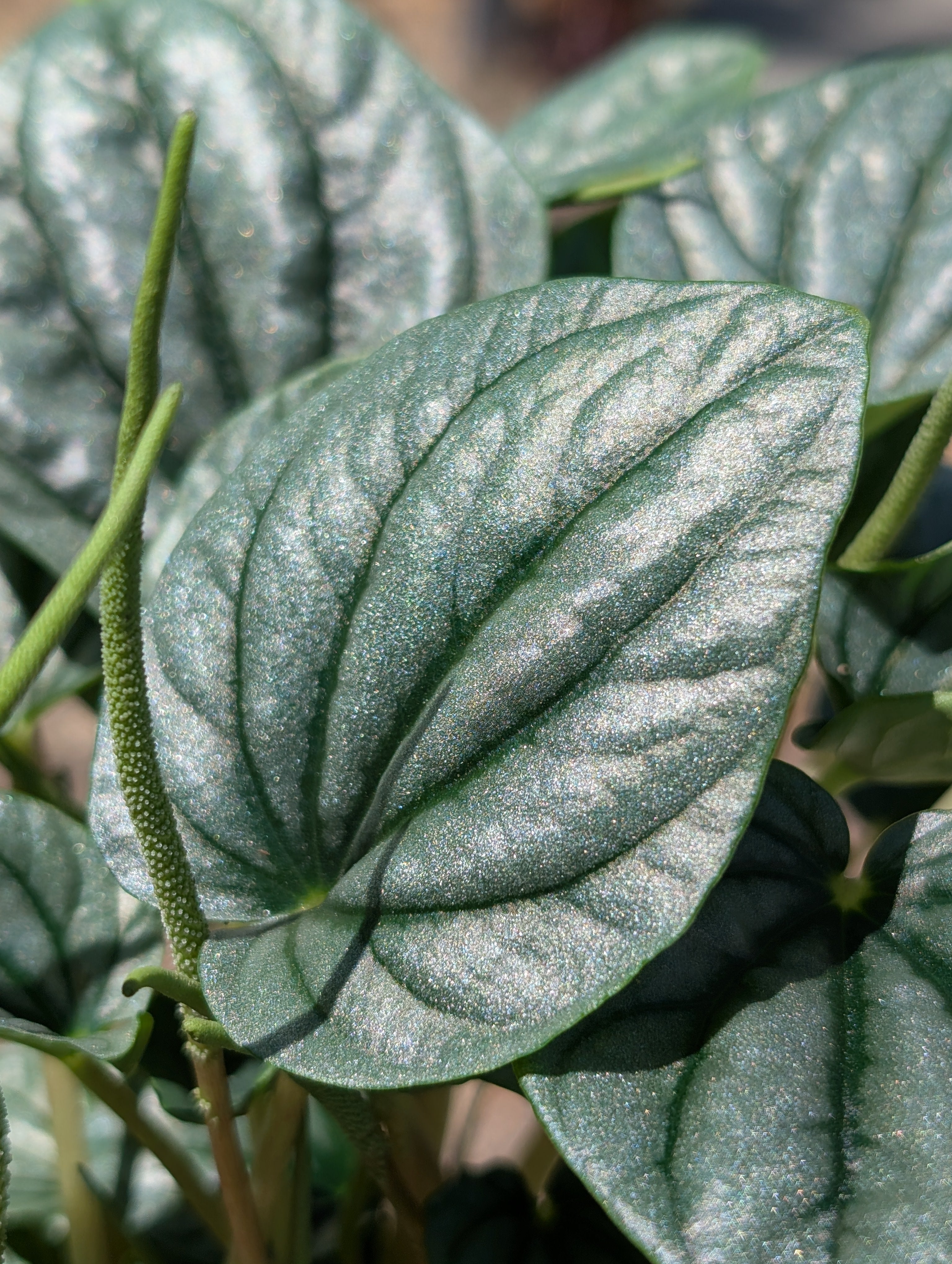 Peperomia caperata 'Moonlight' image 5