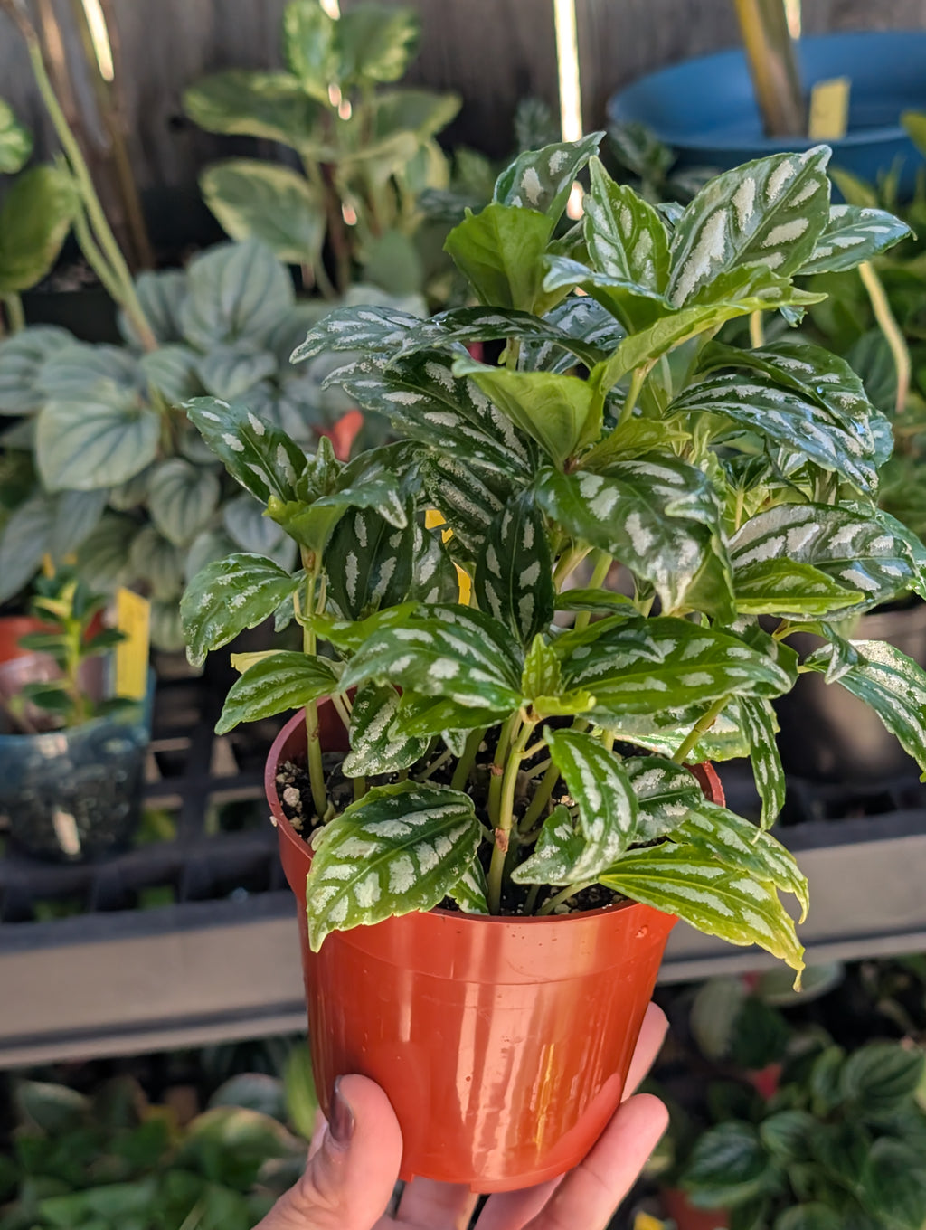 Pilea aluminum 'norfolk' image 7