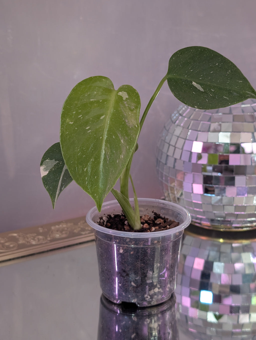 Monstera deliciosa 'Thai Constellation' image 11