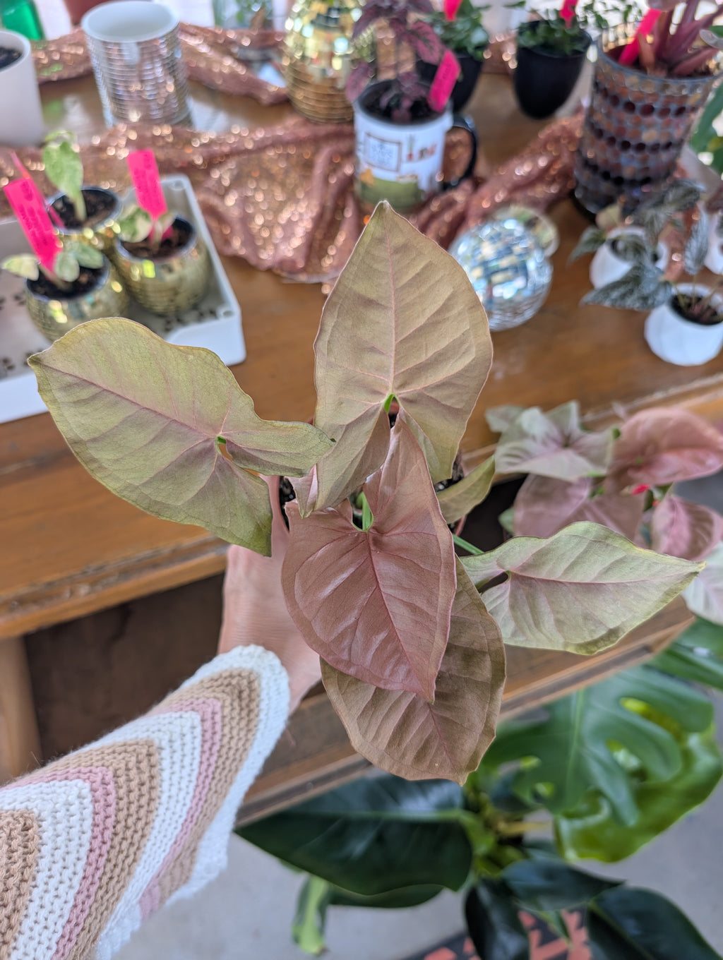 Pink Syngonium image 1