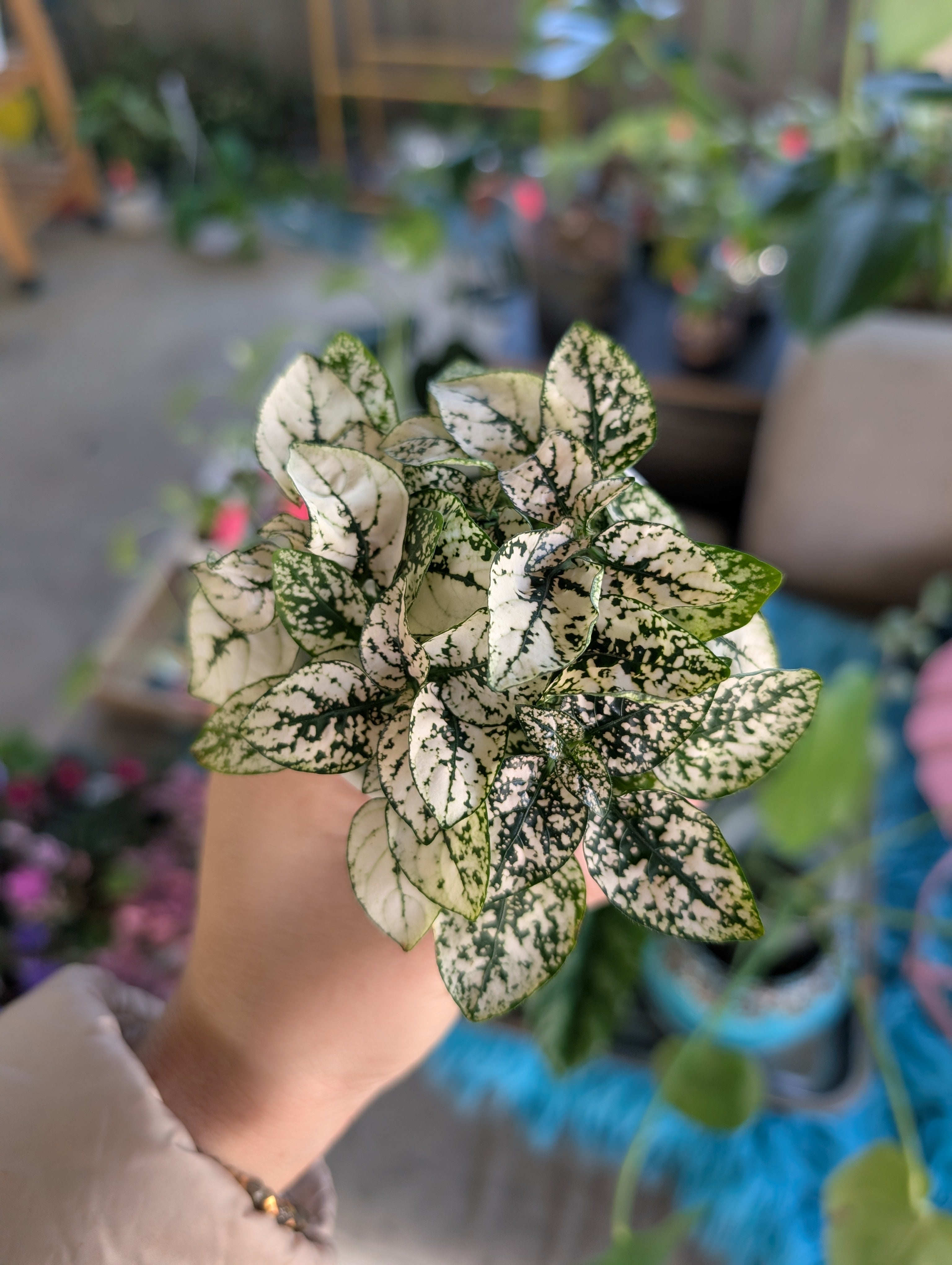Polkadot Splash Plant image 7