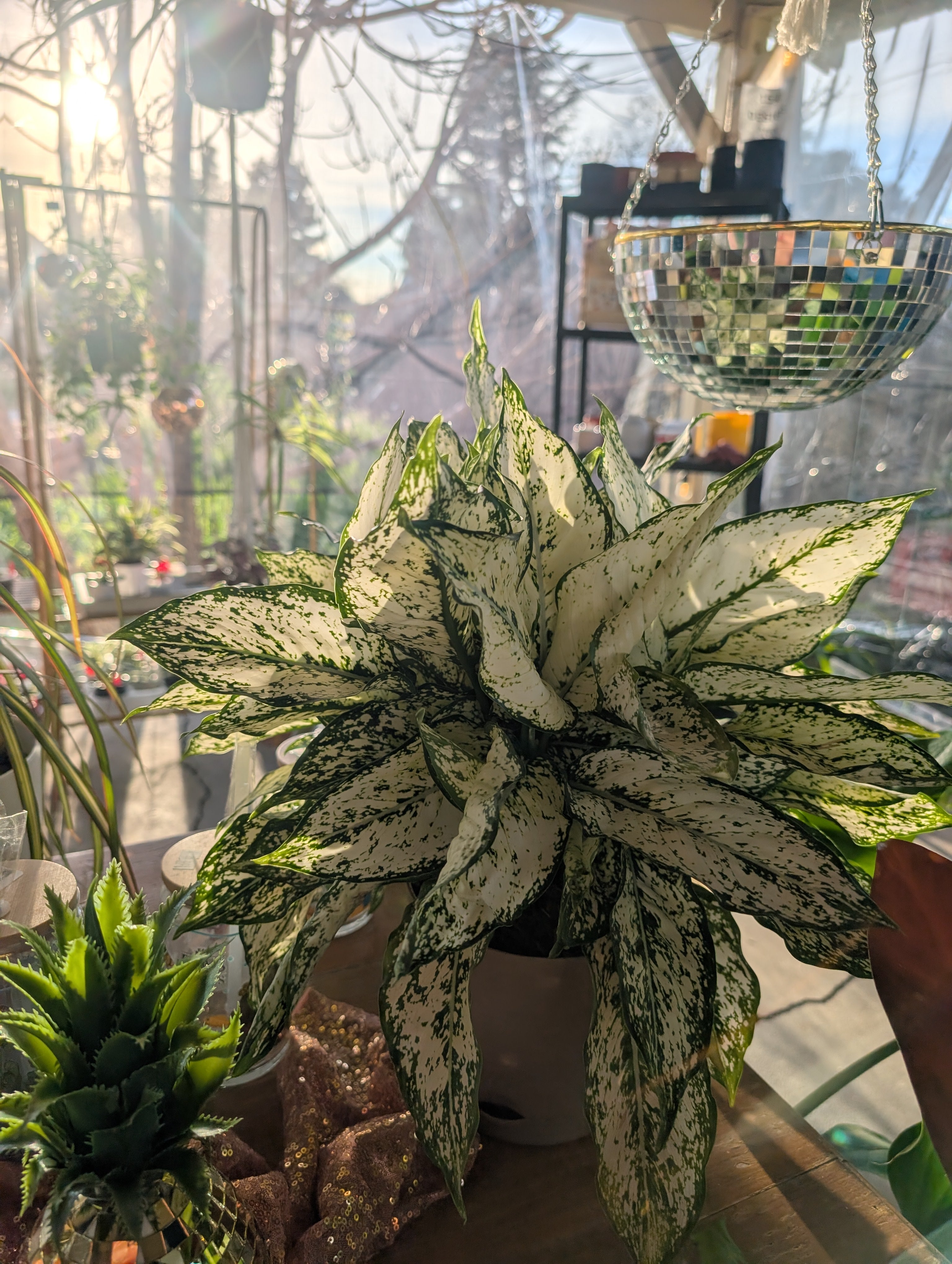 Aglaonema 'First Diamond' image 1
