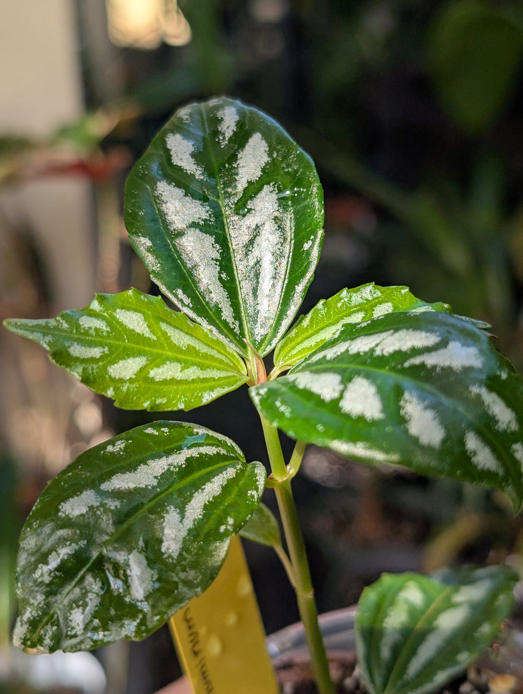 Pilea aluminum 'norfolk' image 8