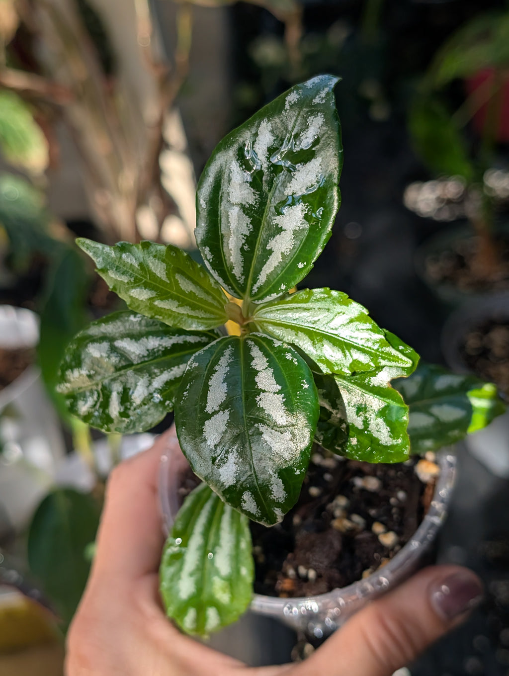 Pilea aluminum 'norfolk' image 2
