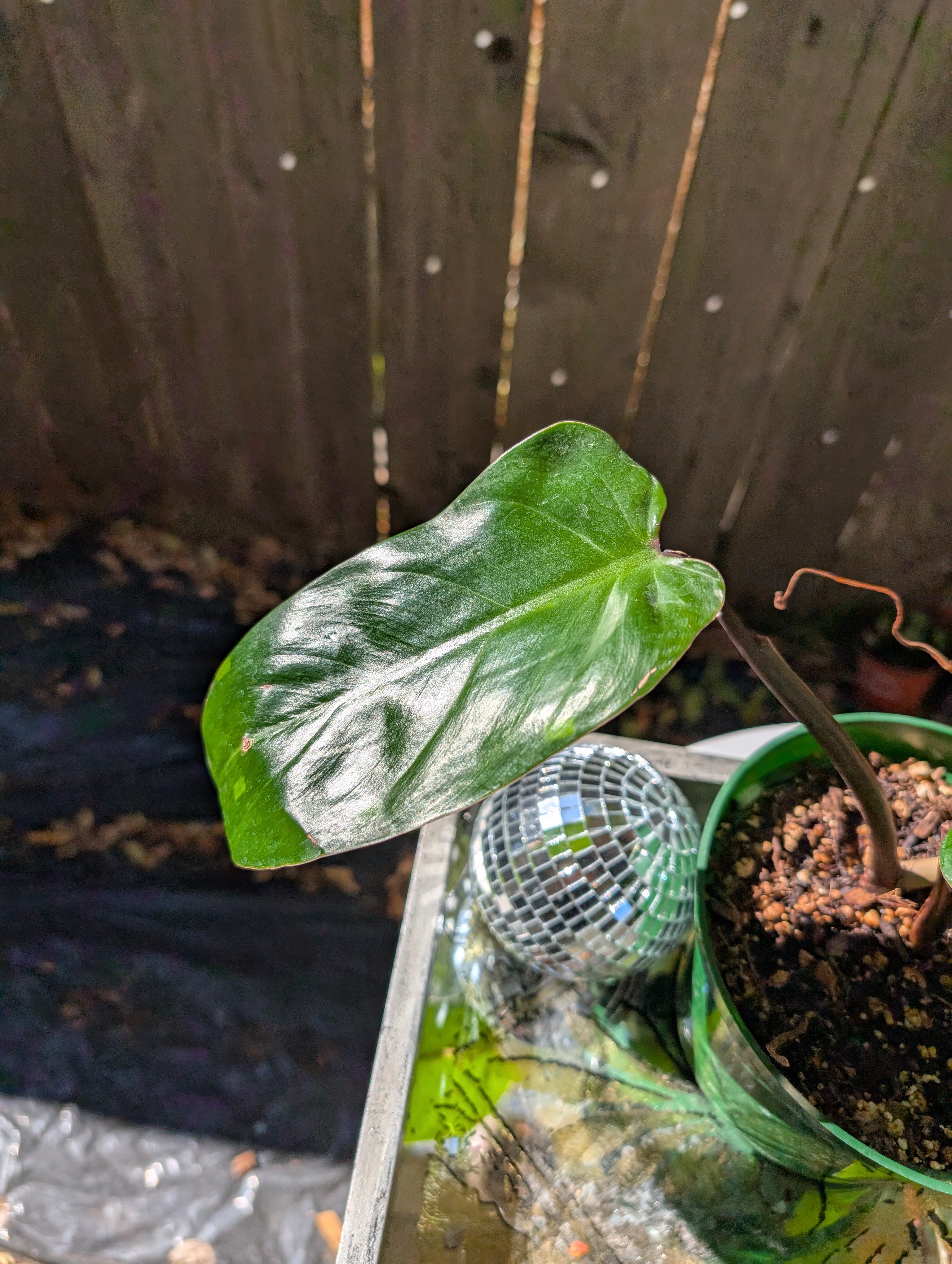 Philodendron 'red emerald' ❣️ image 6