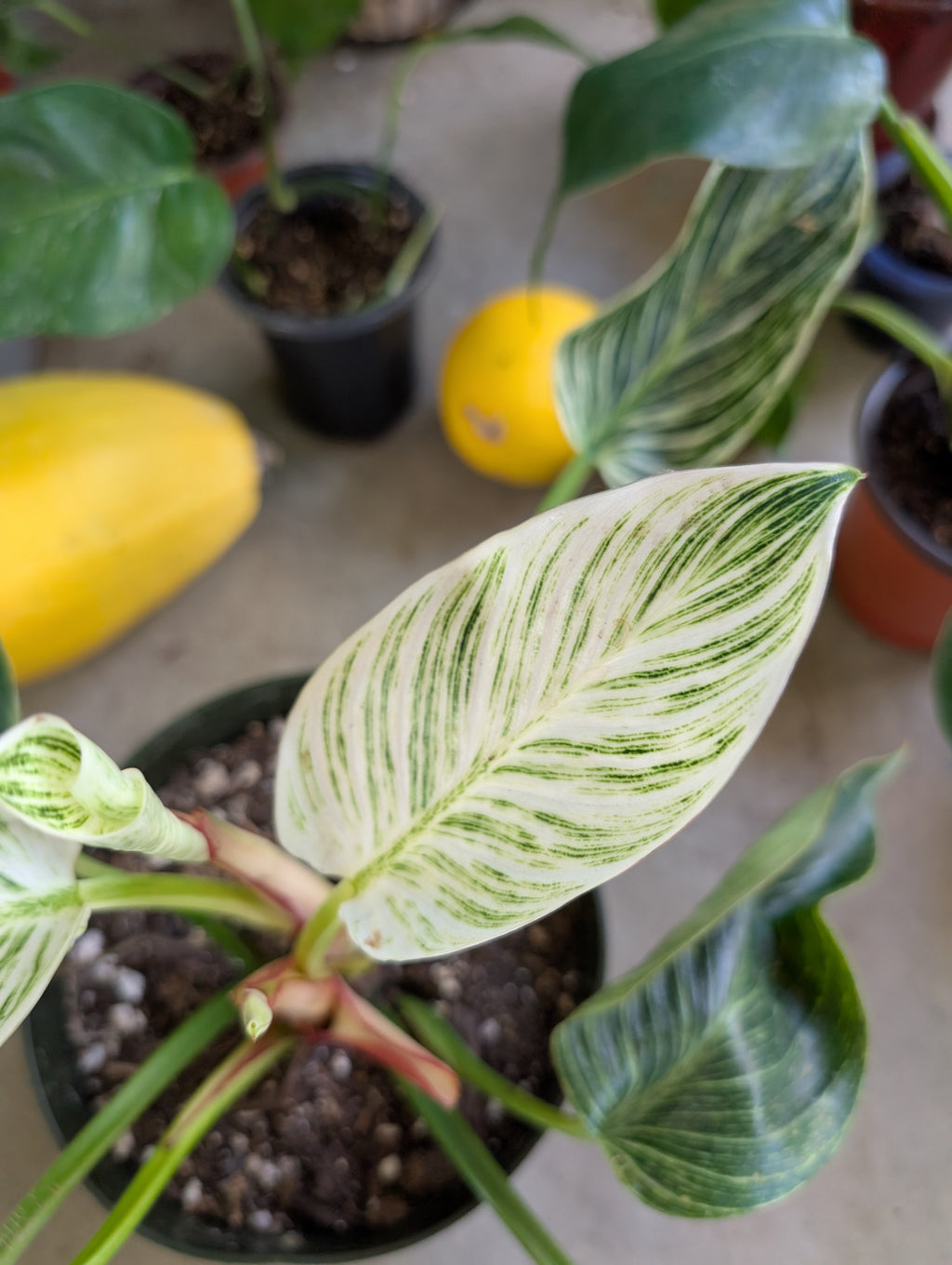 Philodendron 'birkin' image 3