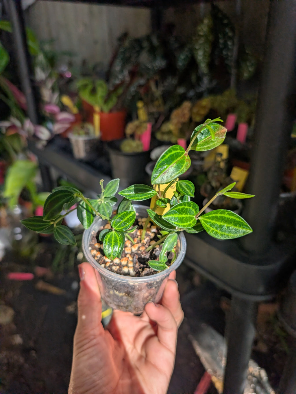 Peperomia angulata 'beetle' image 6