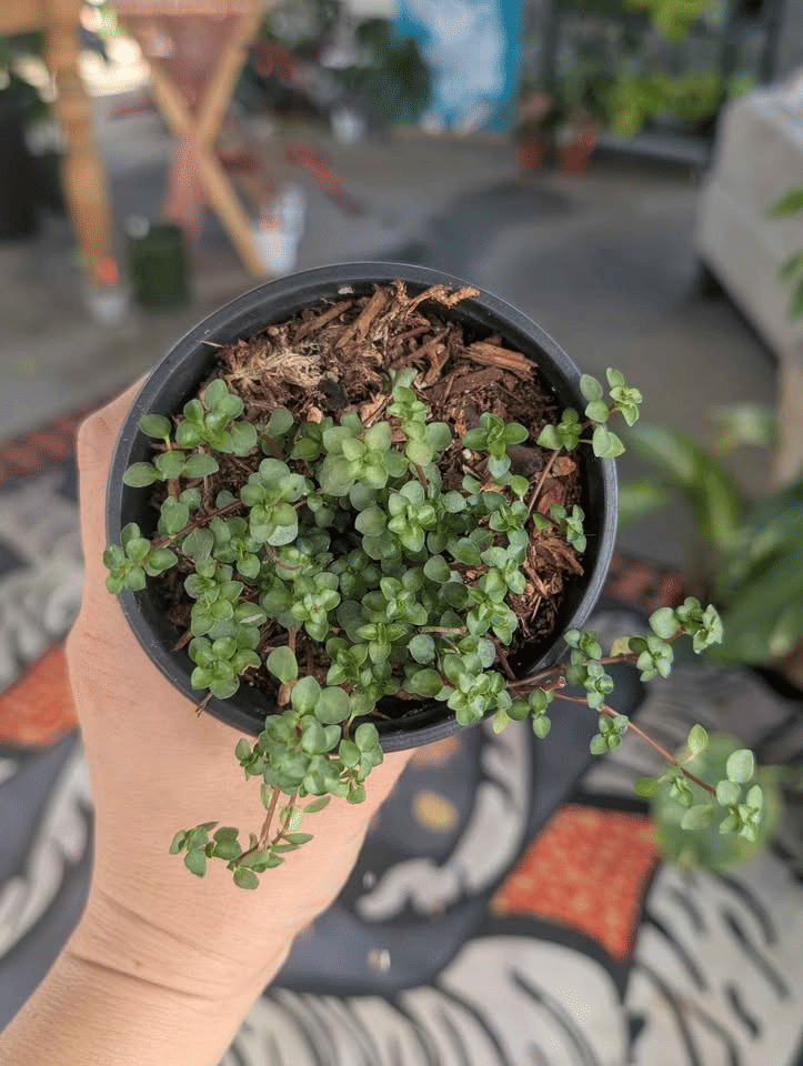 Pilea Glauca Silver Sprinkles image 3