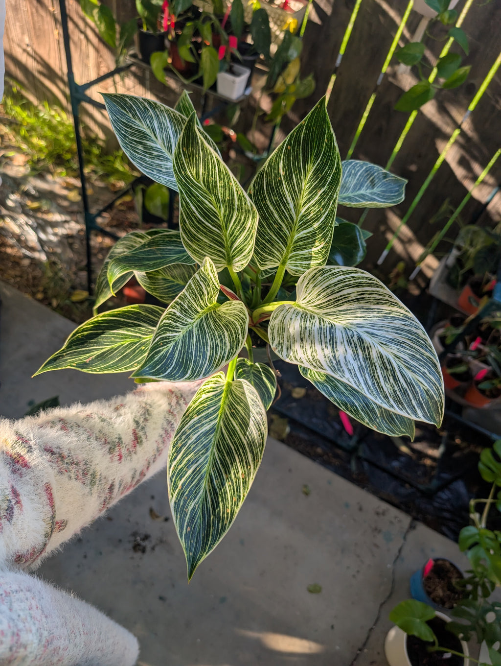 Philodendron 'birkin' image 11