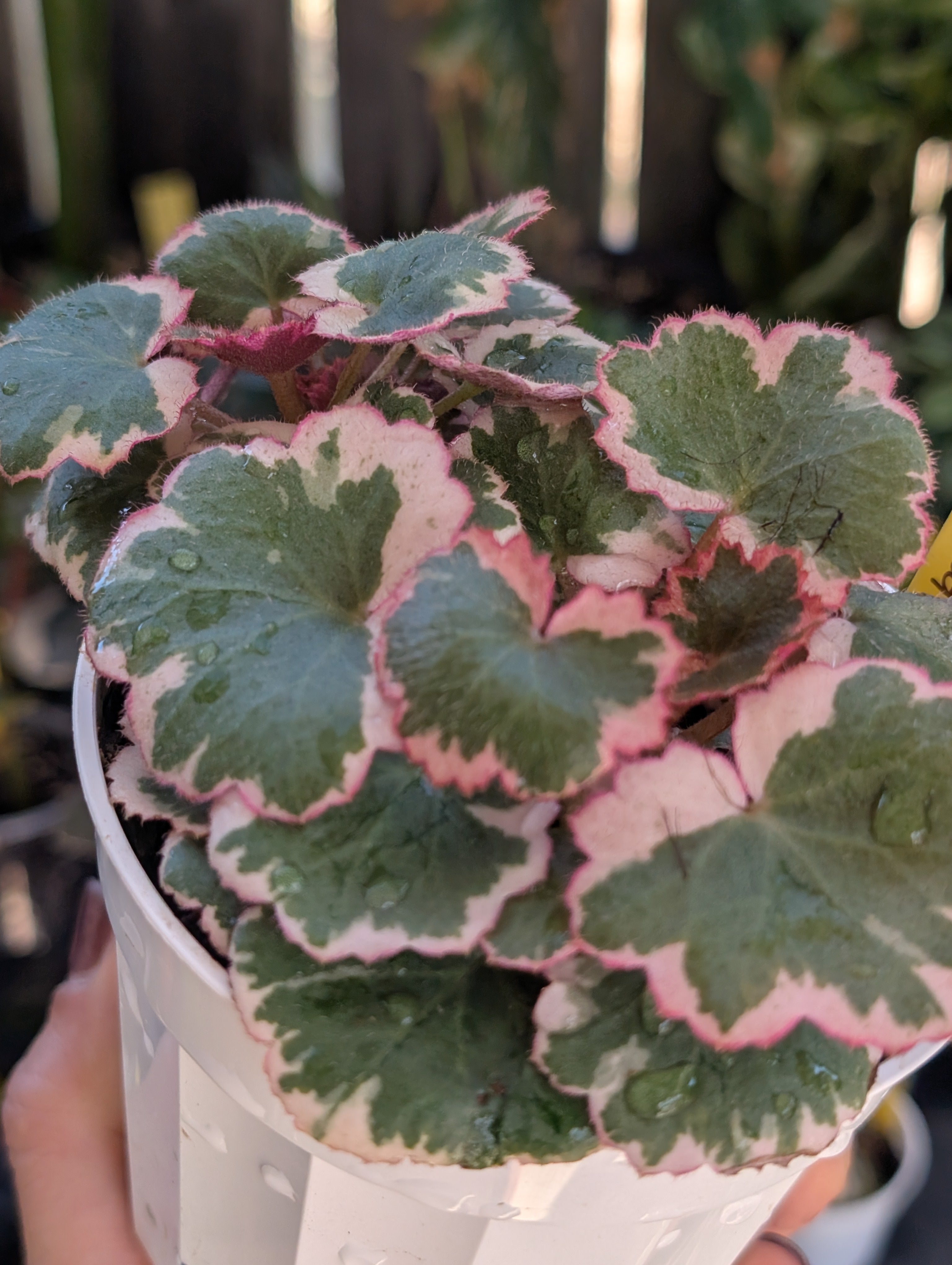 Saxifraga stolonifera variegata image 4