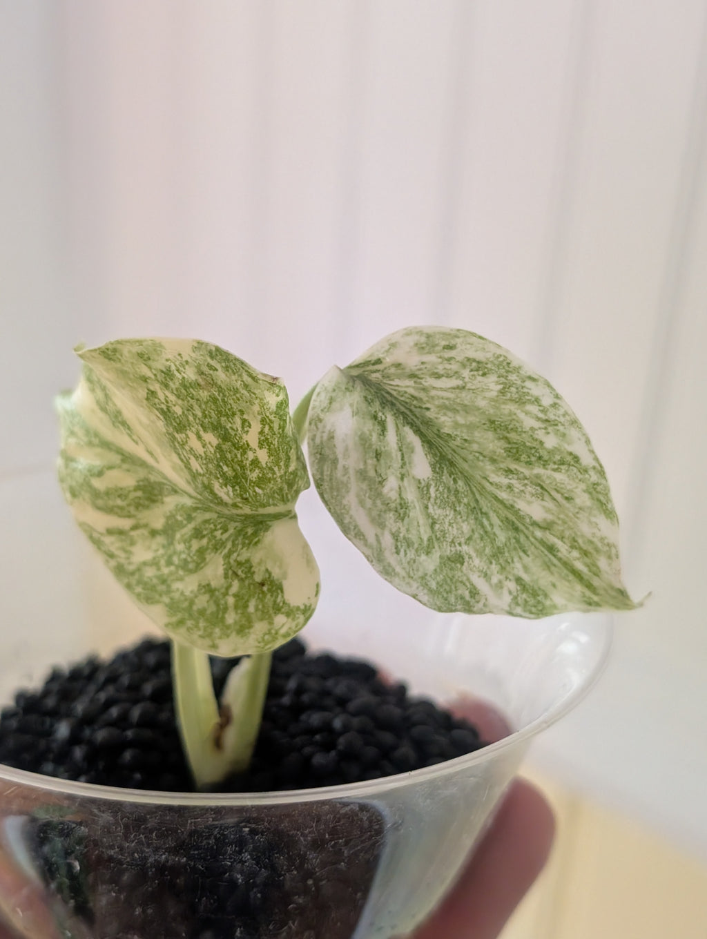 Monstera Legacy image 1