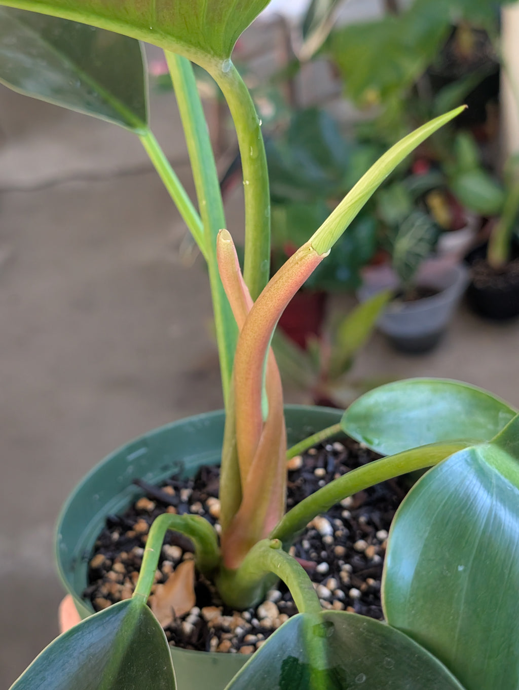 Philodendron 'green congo' image 2