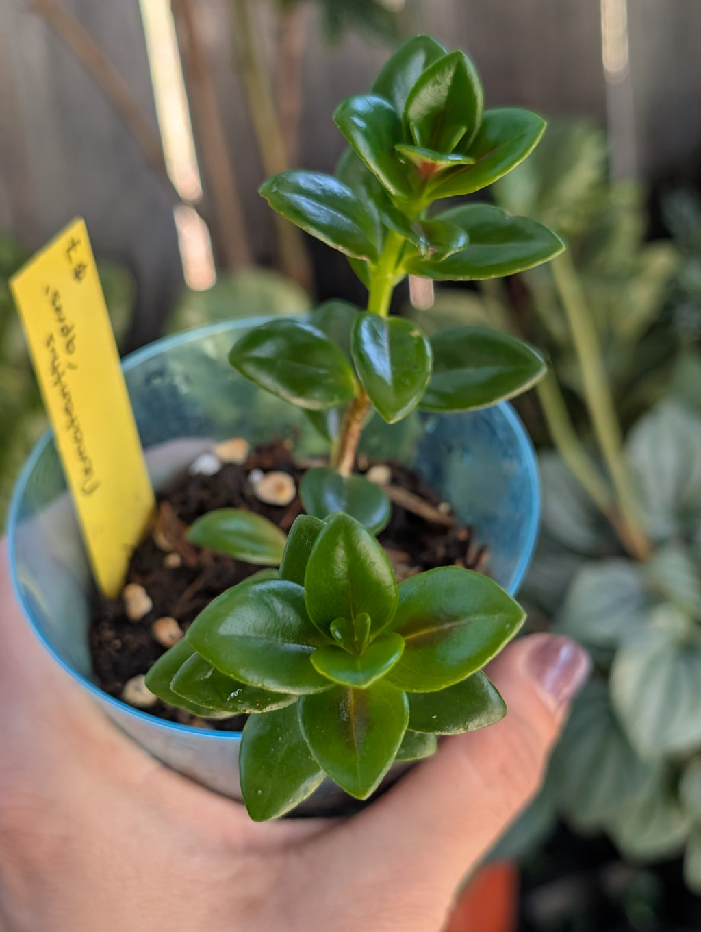 Nematanthus 'apres' image 1