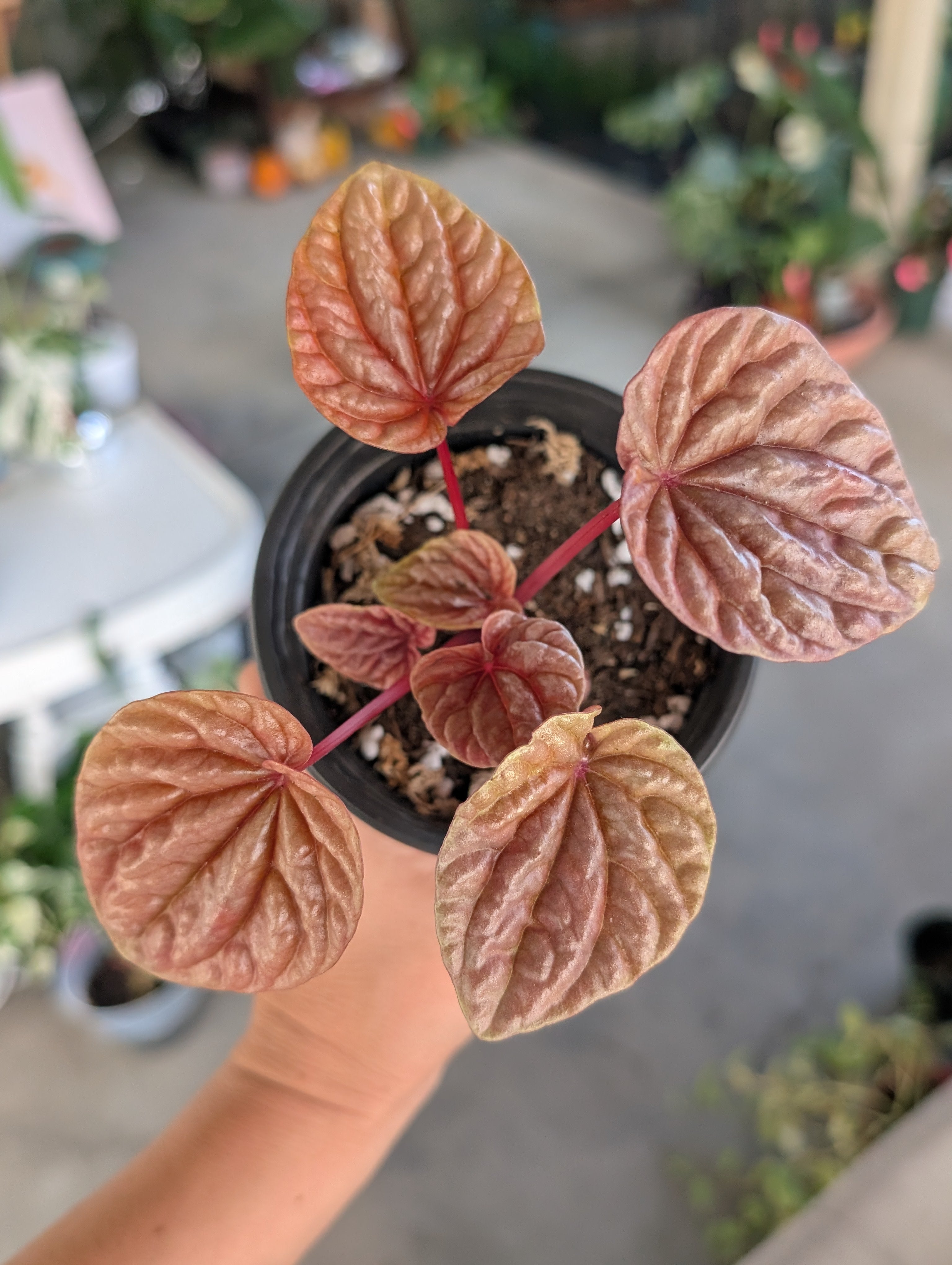 Peperomia Quito (4" Pot) image 4