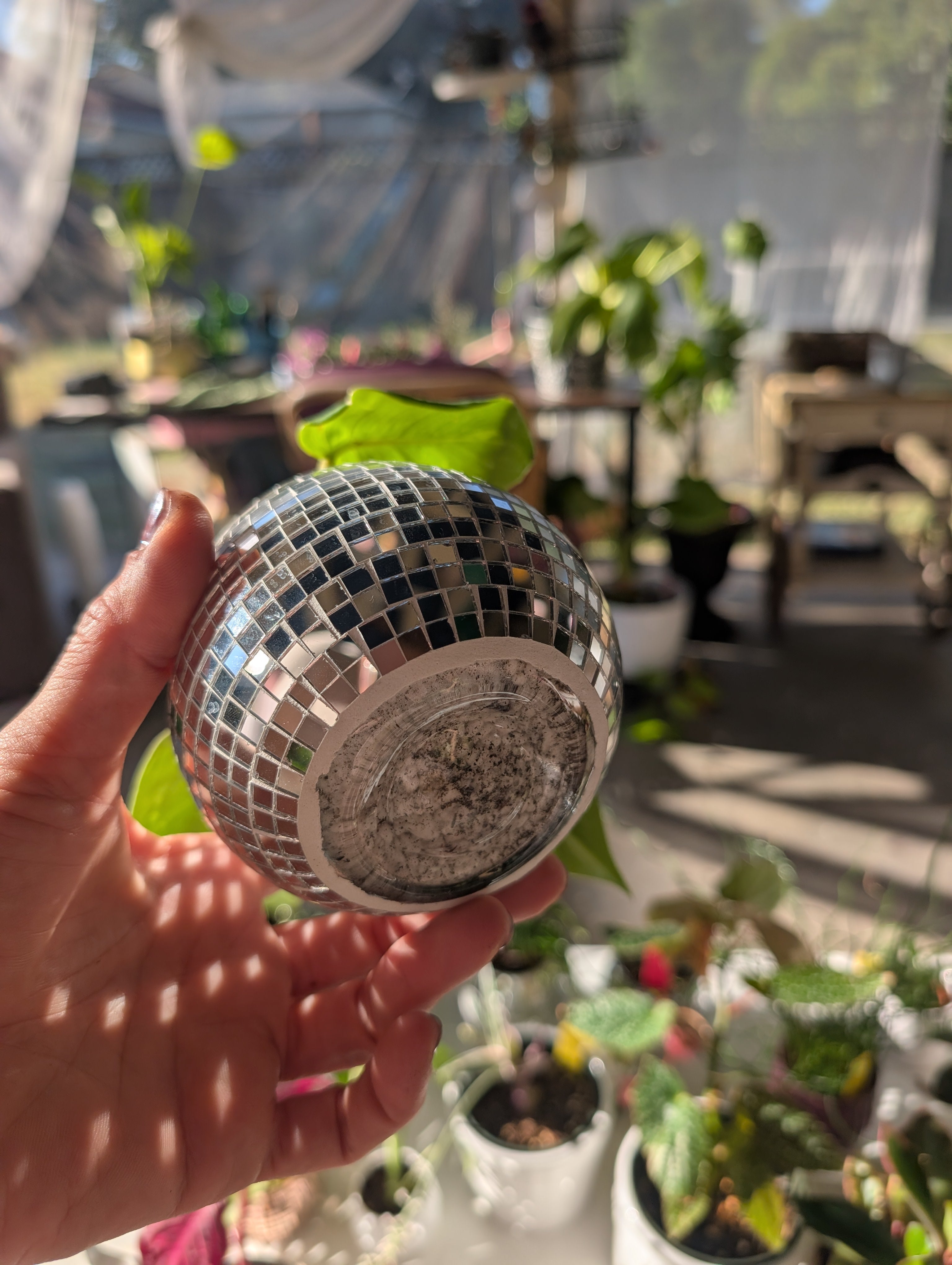 Philodendron erubescens 'white princess' in 4" Disco mirrored vase image 6