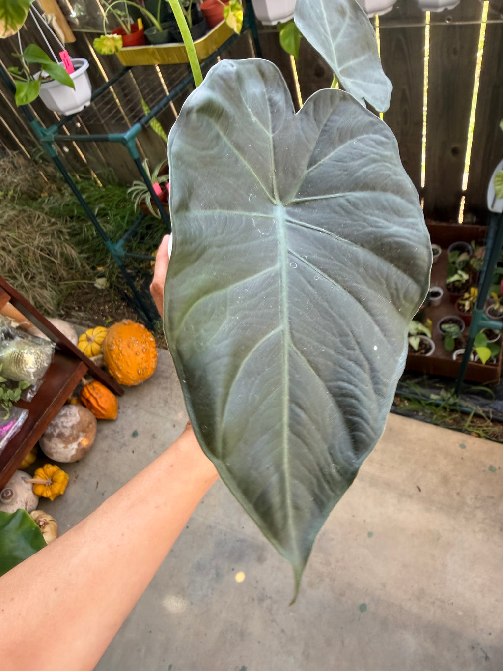 Alocasia 'Regal Shield' image 5