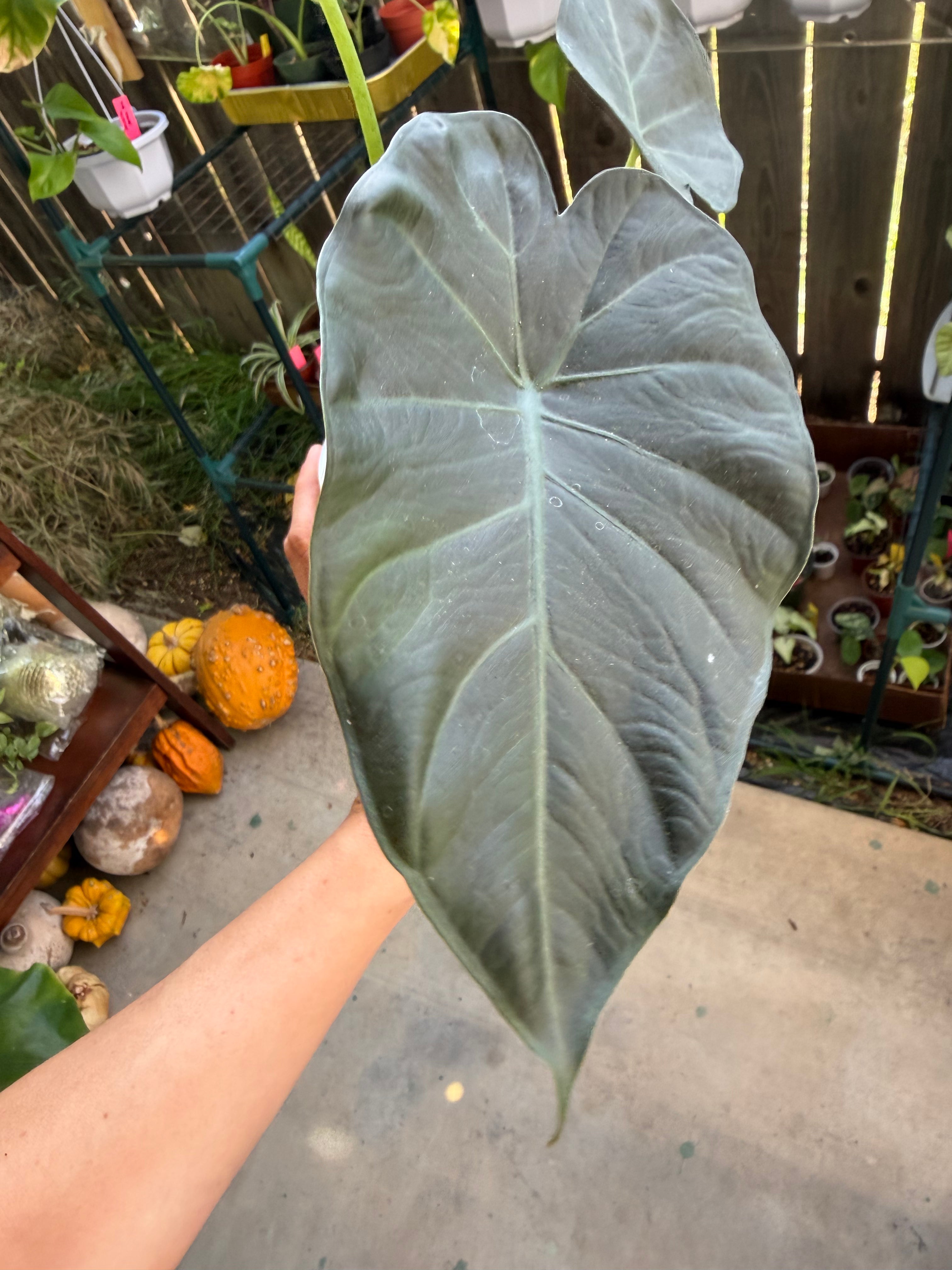 Alocasia 'Regal Shield' image 5