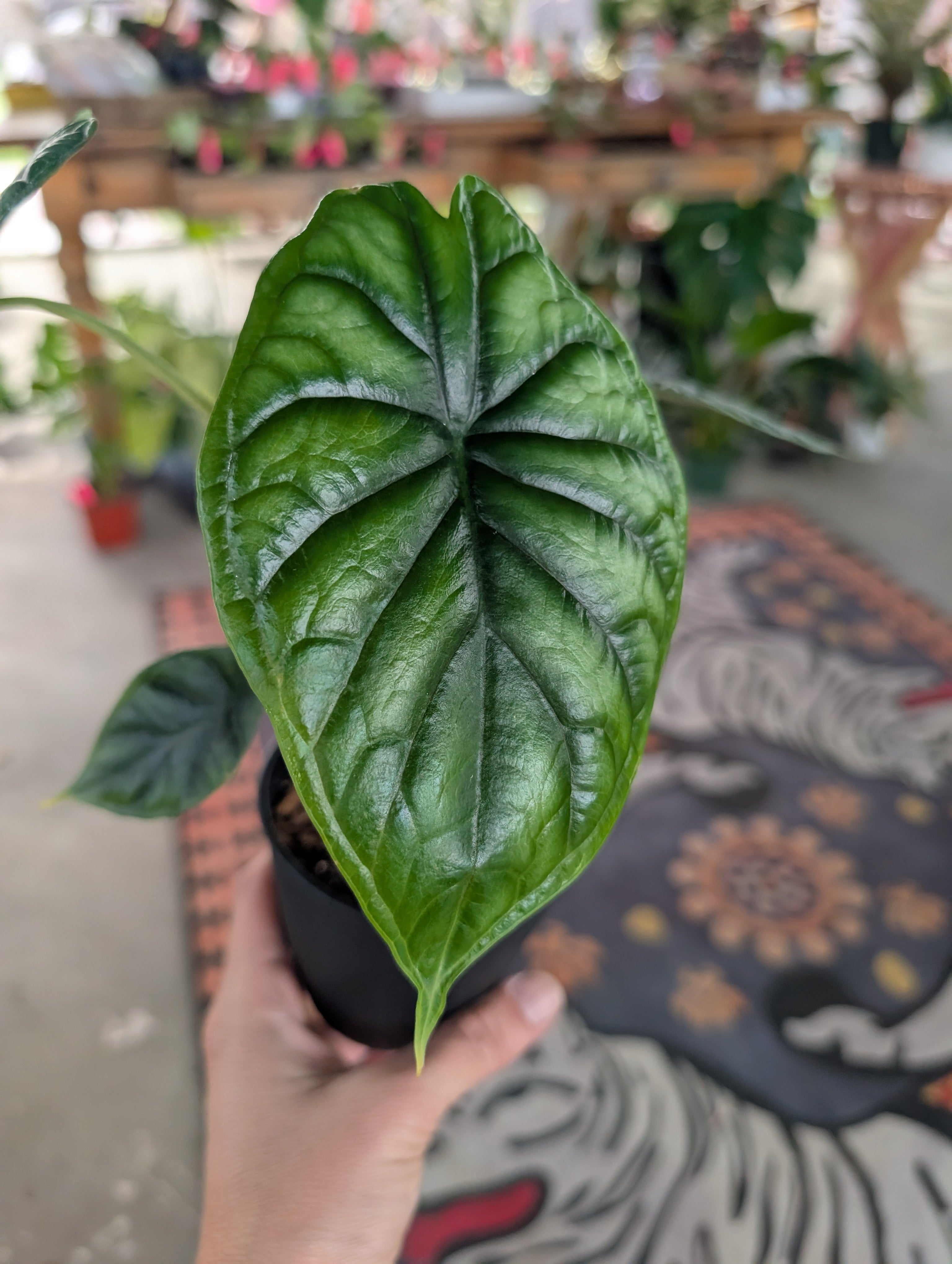 Alocasia Dragon Scale image 1