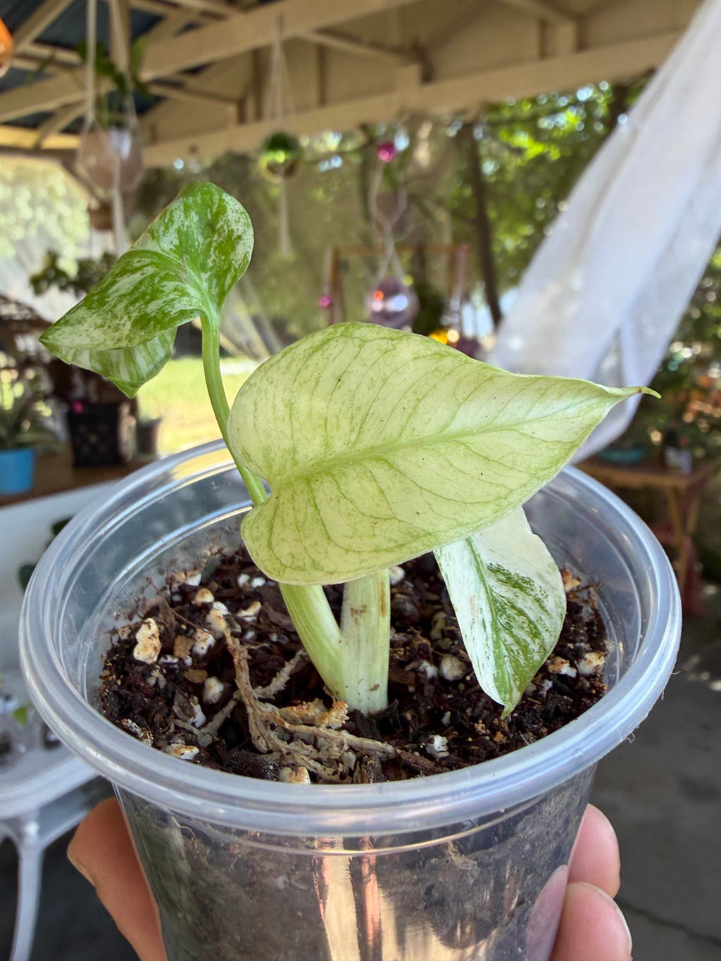 Monstera deliciosa ‘White Monster’ image 6