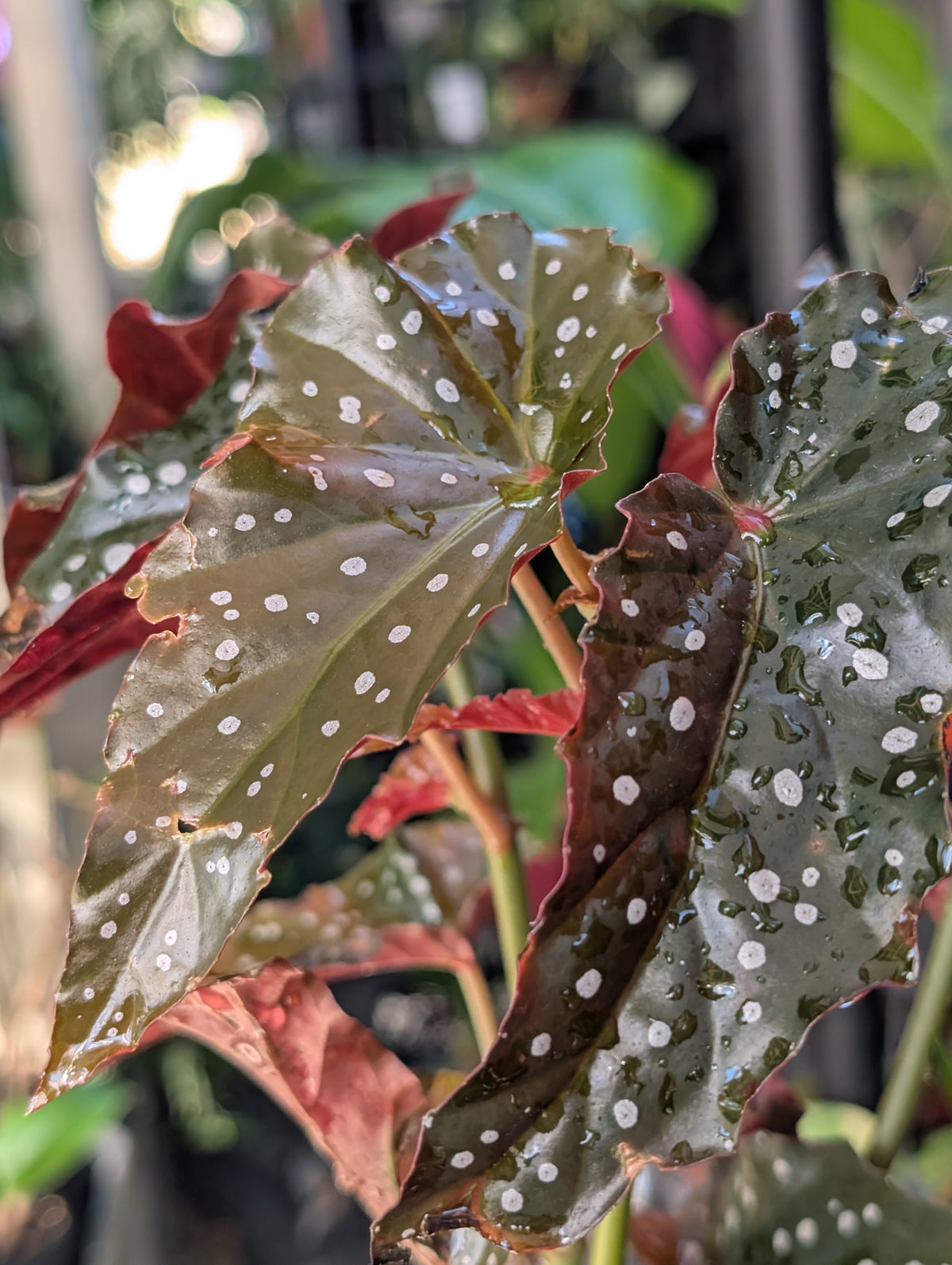 Begonia 'black forest' image 3