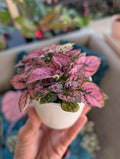 Polkadot Splash Plant image 0