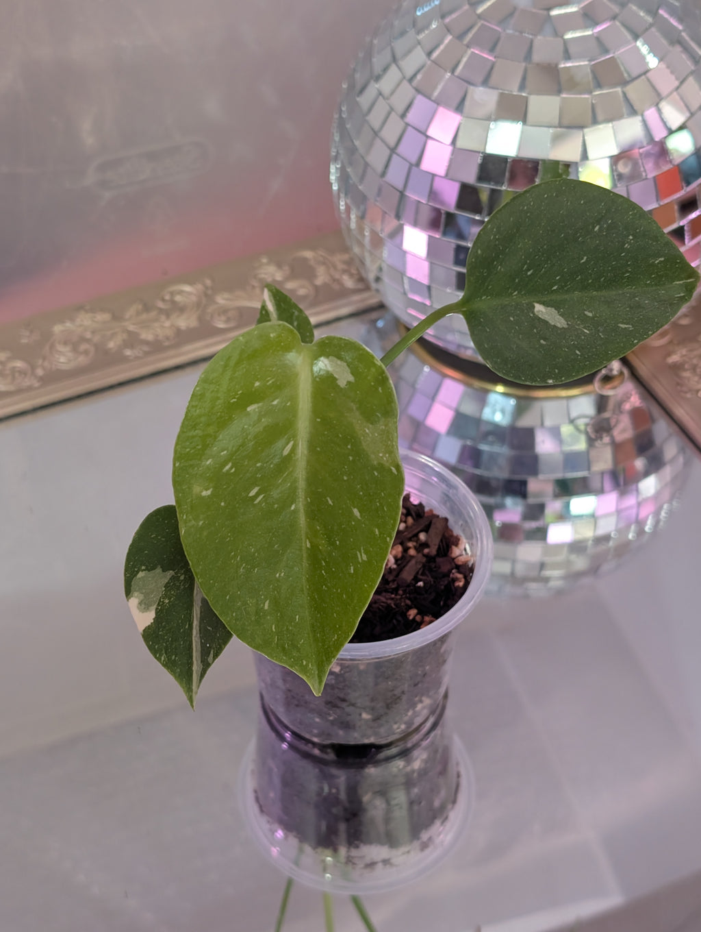 Monstera deliciosa 'Thai Constellation' image 5