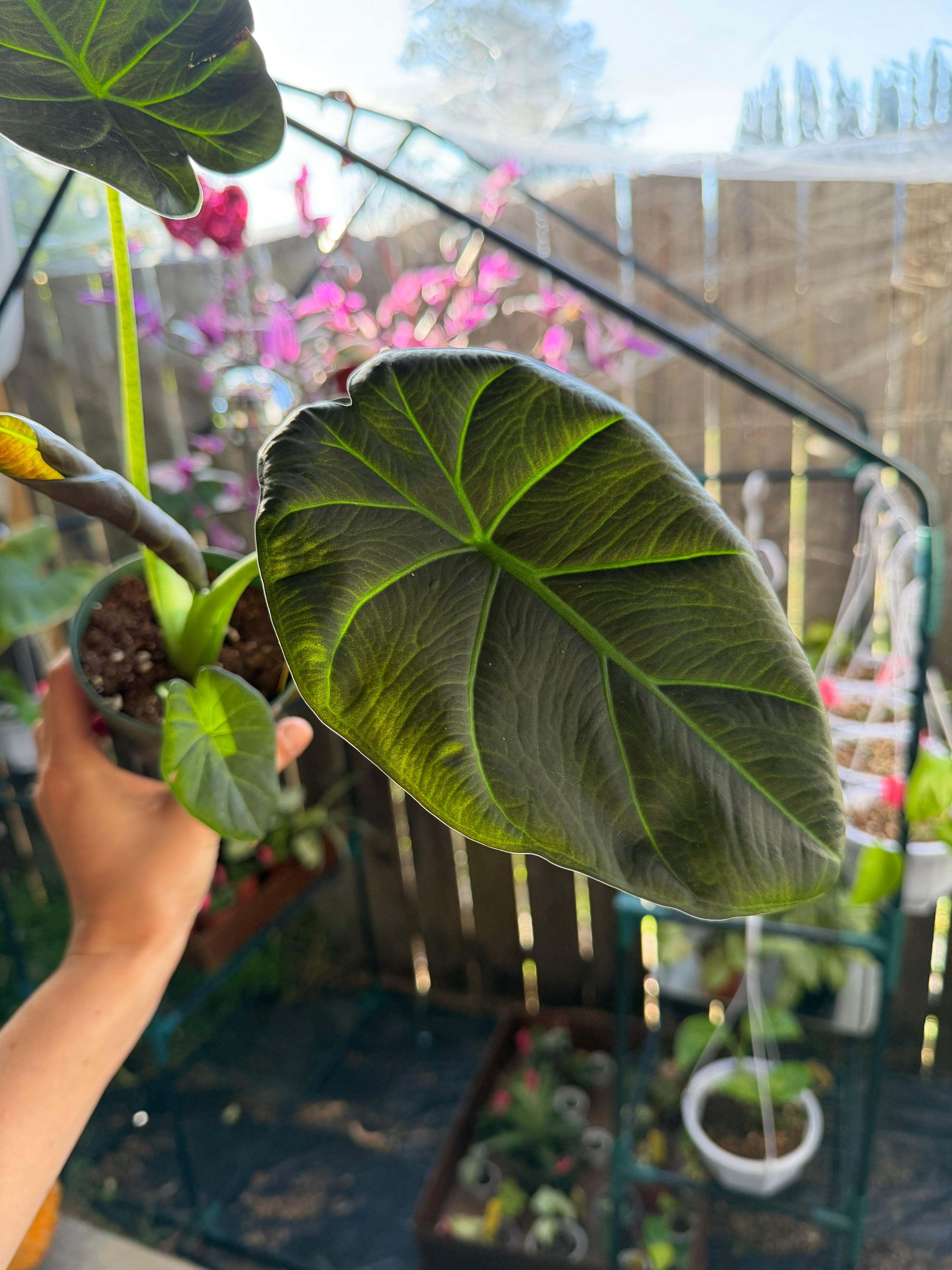 Alocasia 'Regal Shield' image 3
