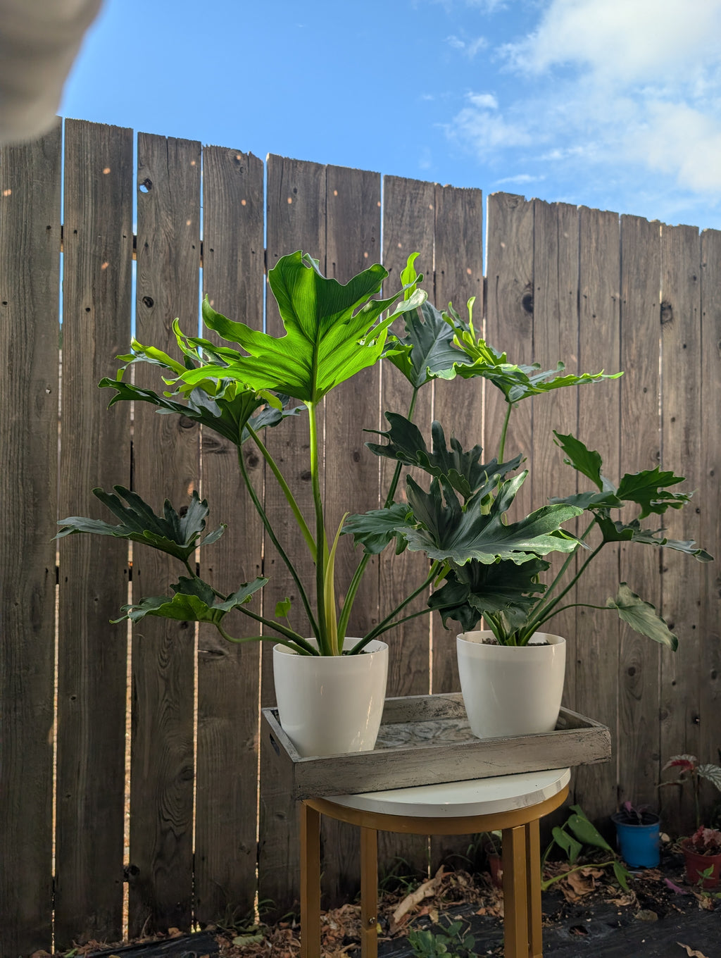 Philodendron 'lickety split' image 1