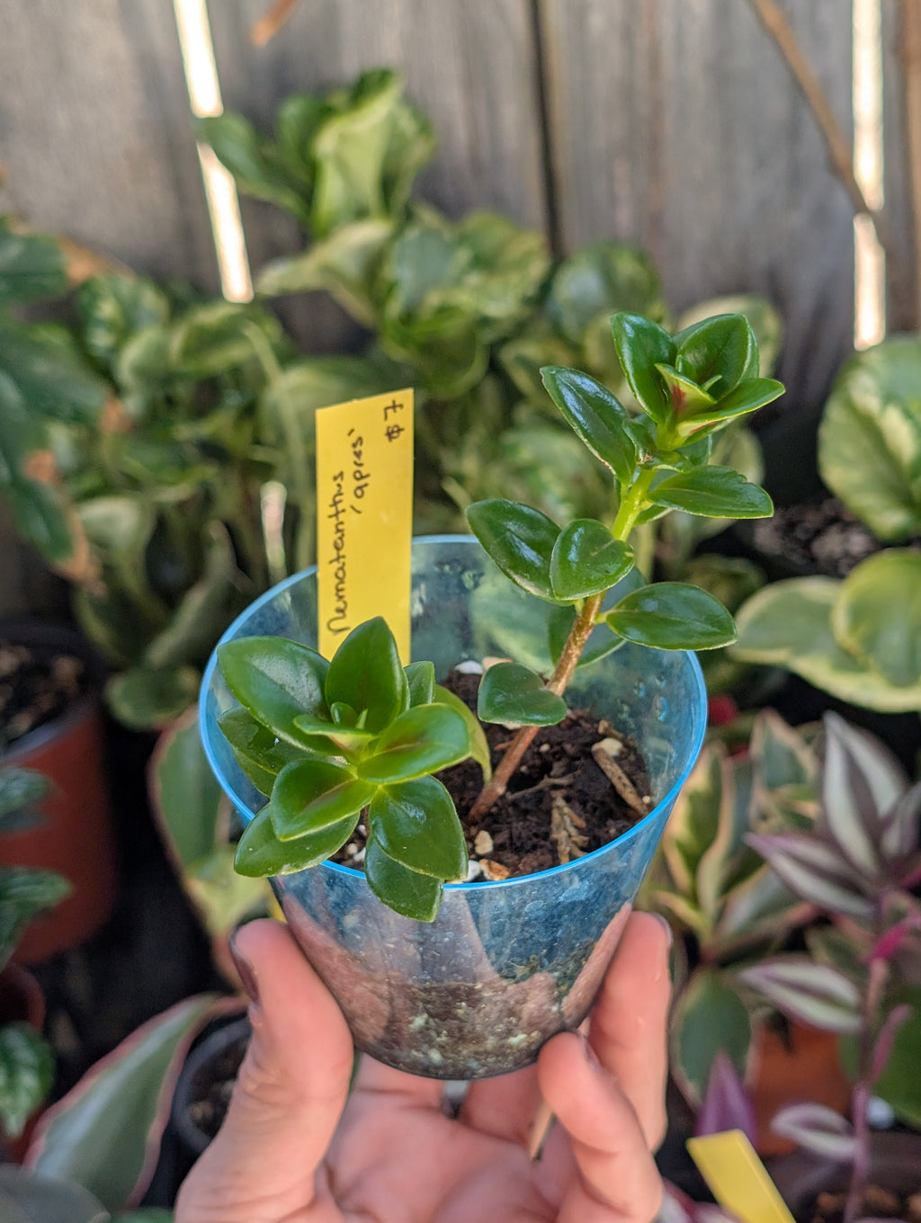 Nematanthus 'apres' image 6