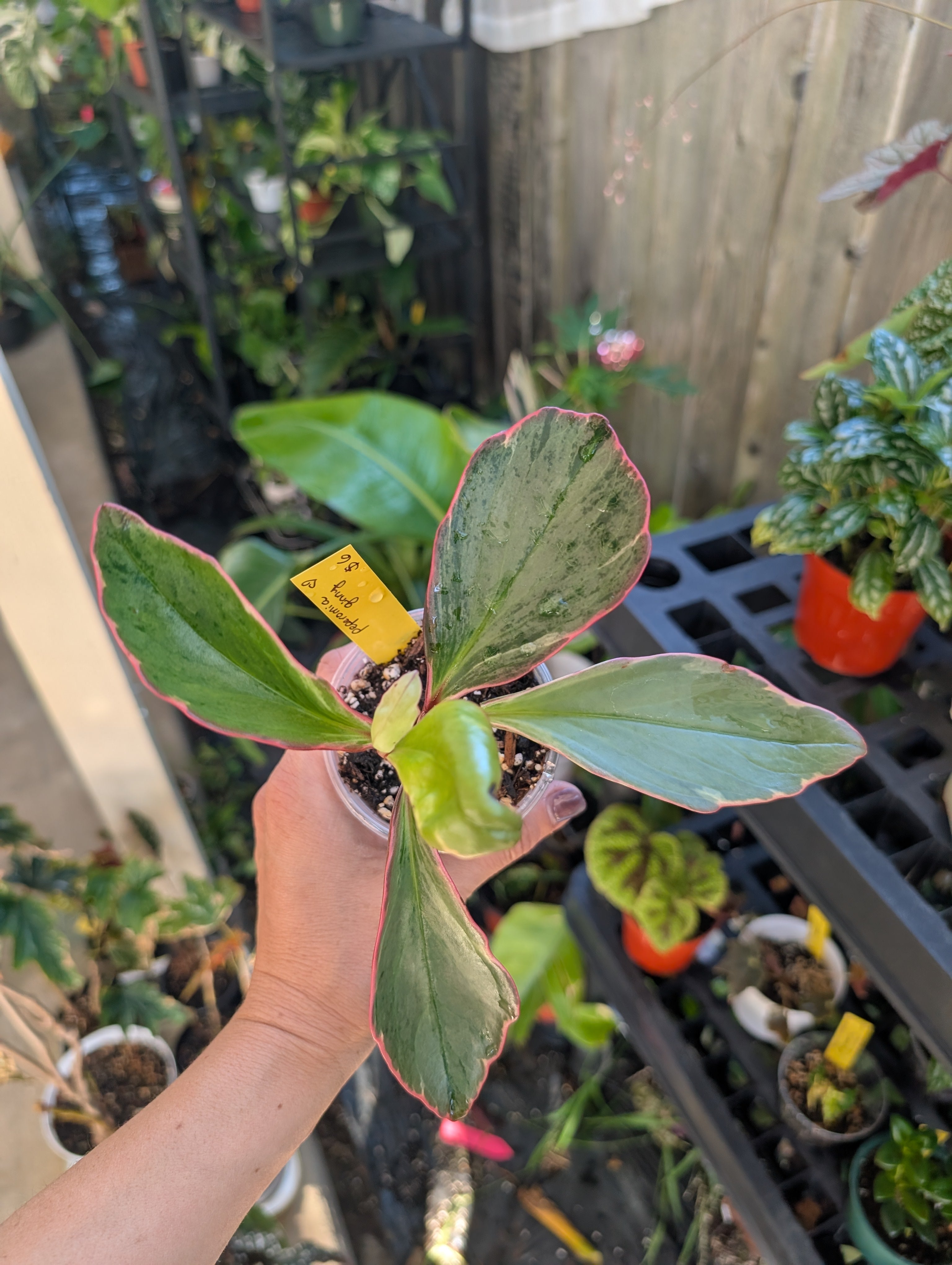 Peperomia ginny 'pink white and green' image 5
