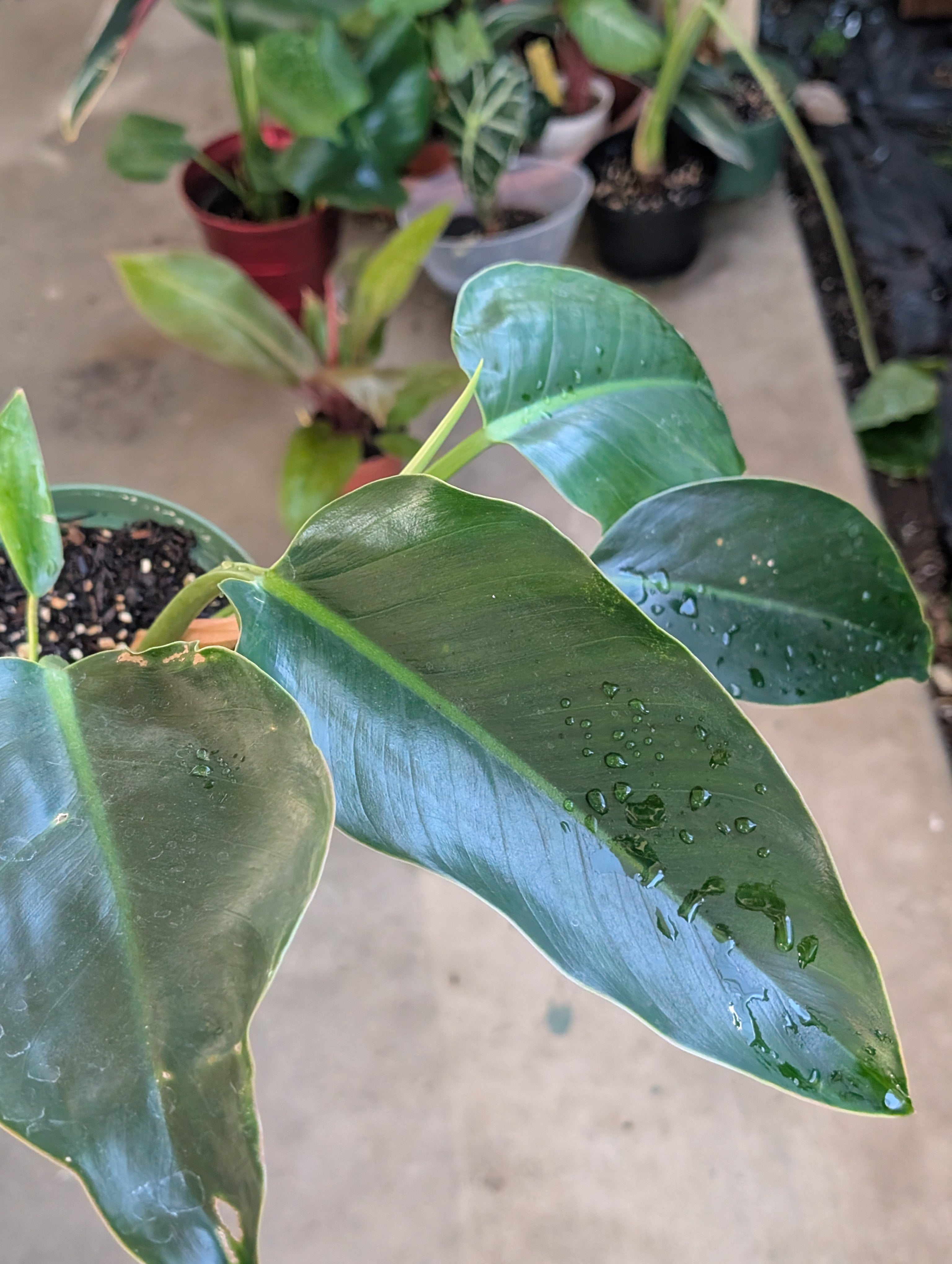 Philodendron 'green congo' image 0