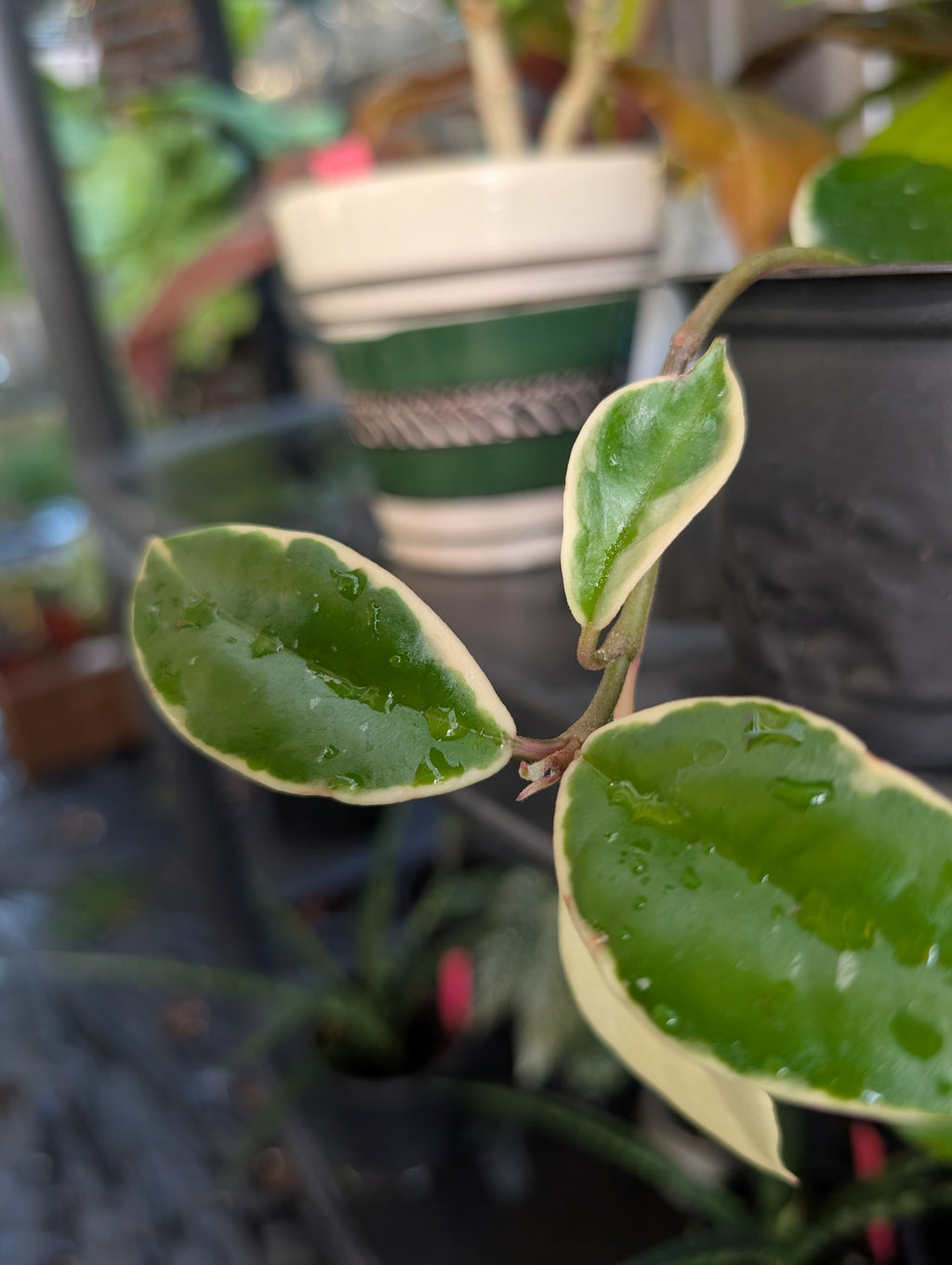 Hoya carnosa 'krimson queen' variegated image 5