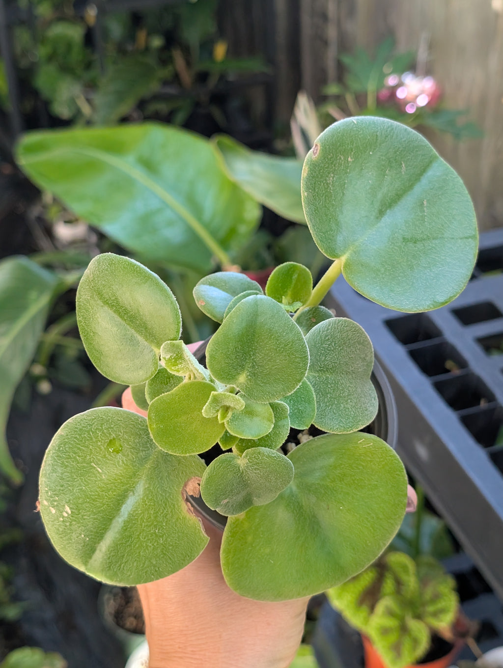 Peperomia 'felt' image 0
