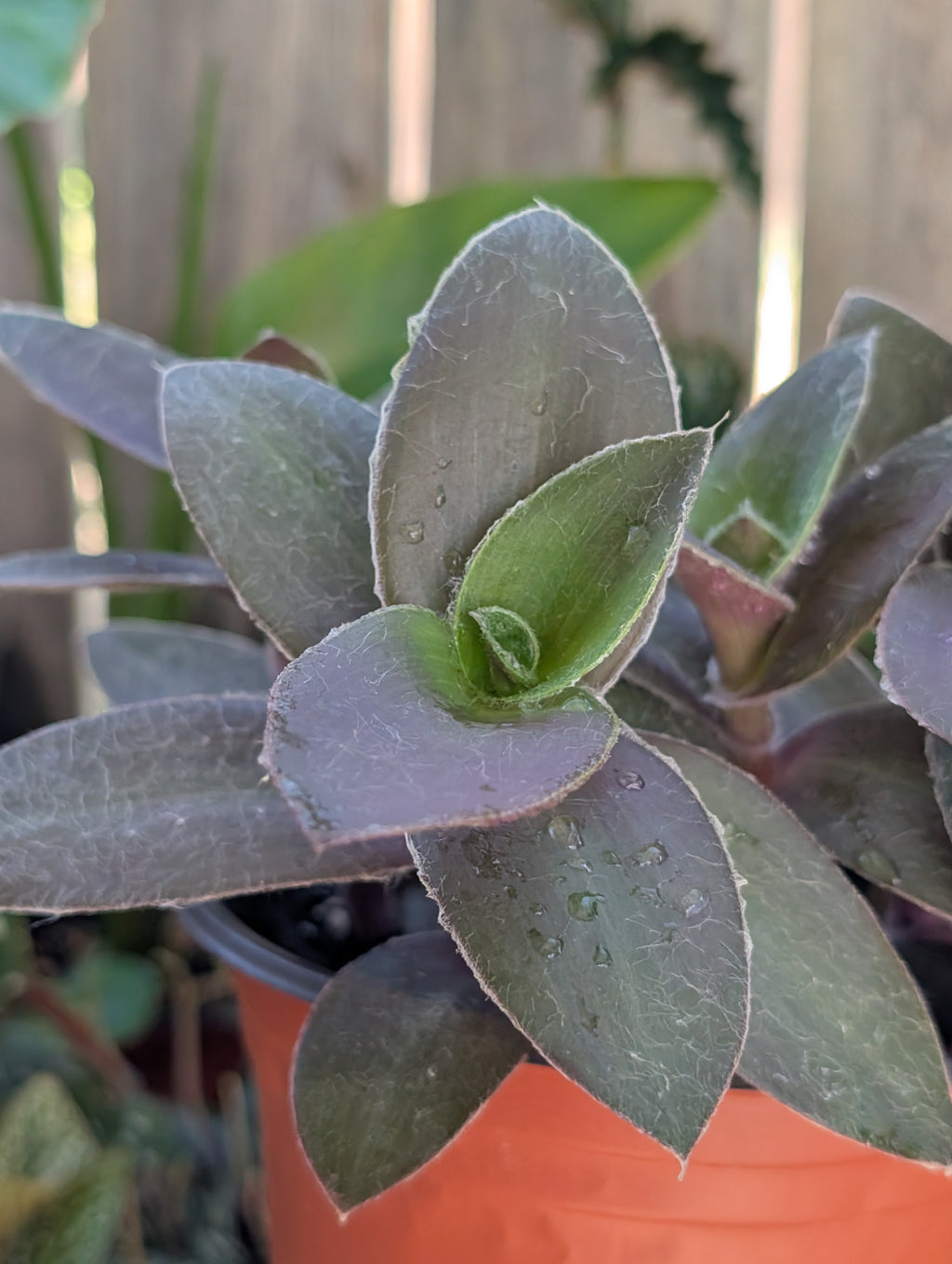Tradescantia pallida 'pale puma' image 2