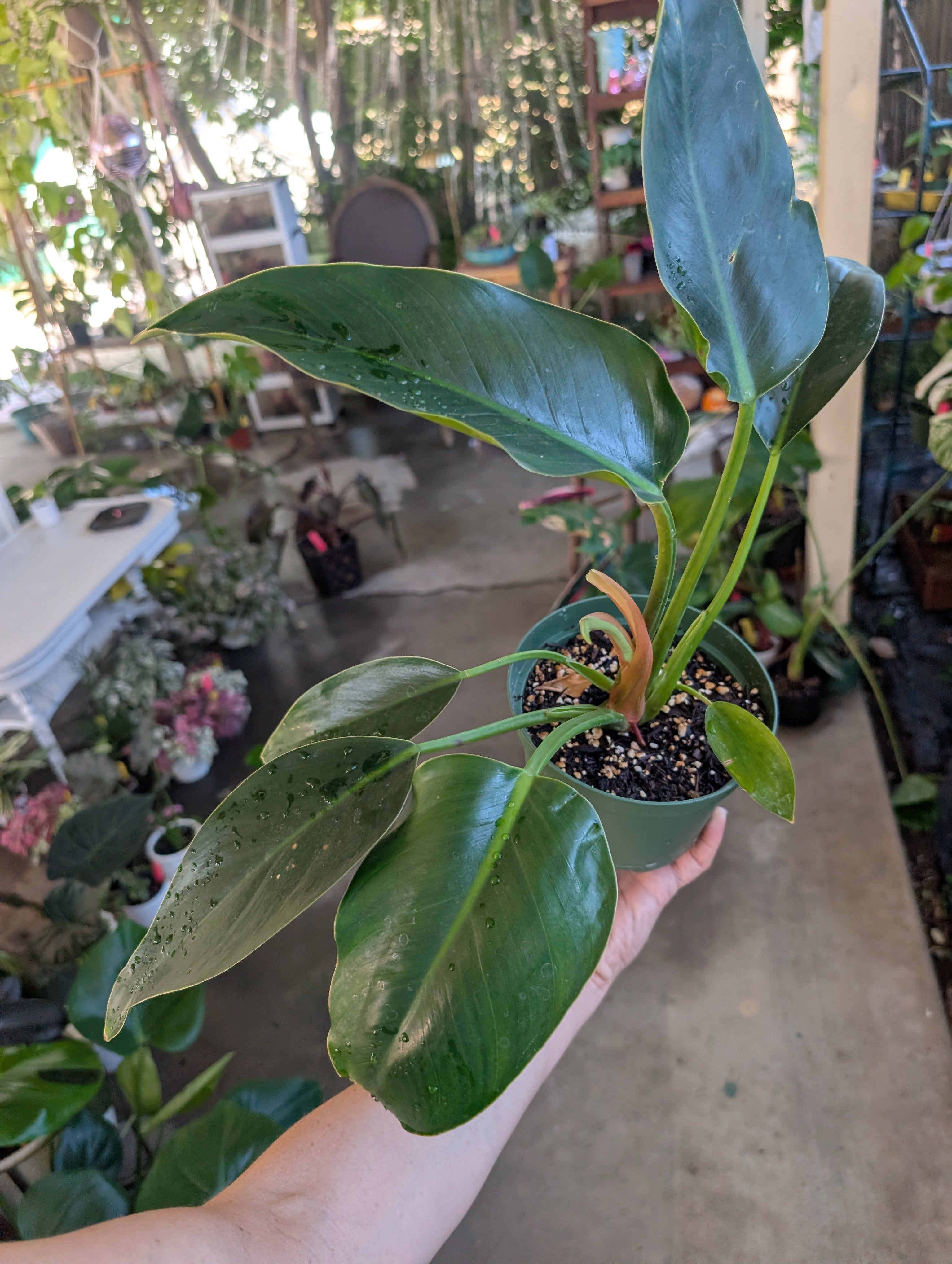 Philodendron 'green congo' image 3