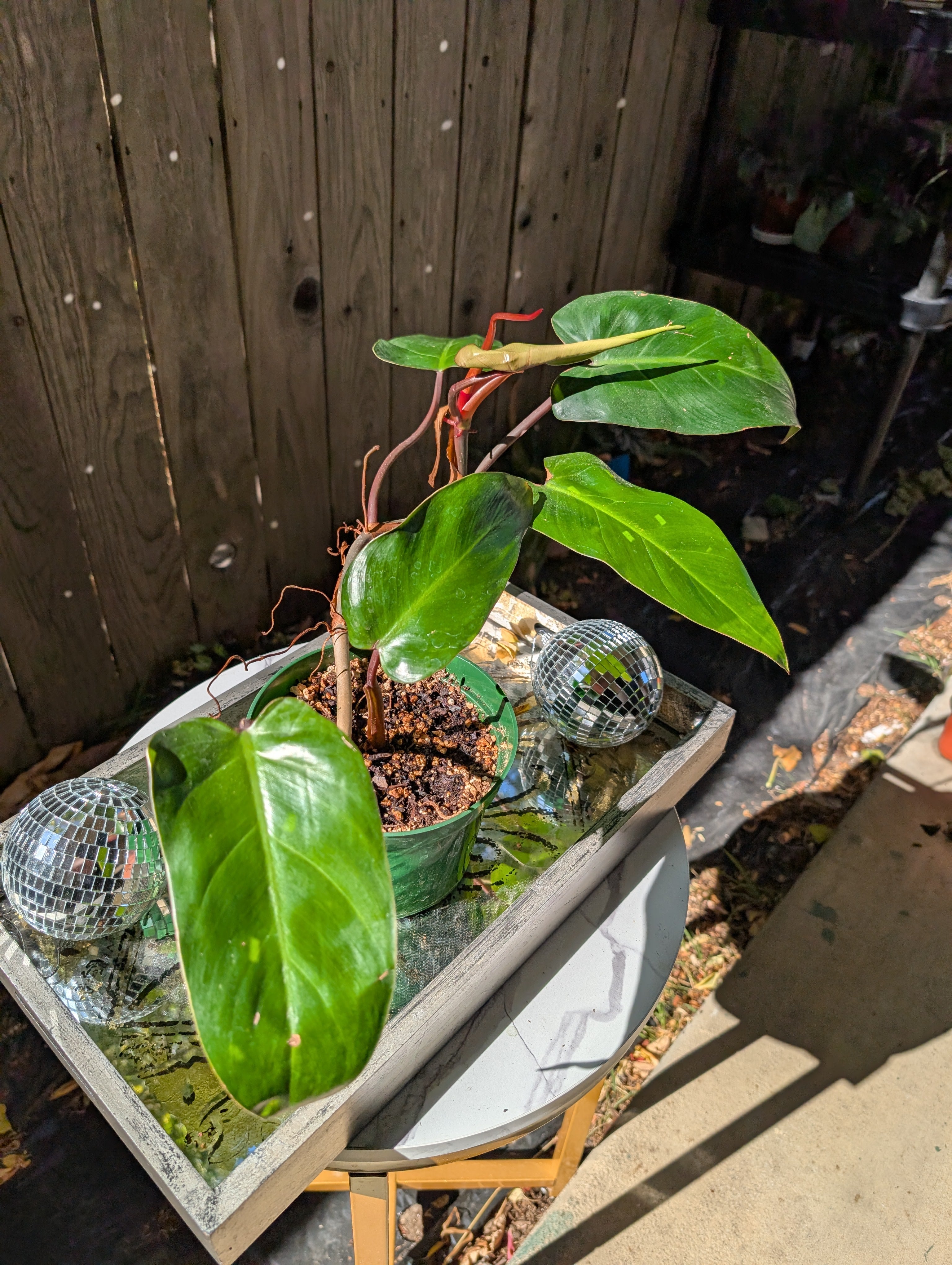 Philodendron 'red emerald' ❣️ image 3