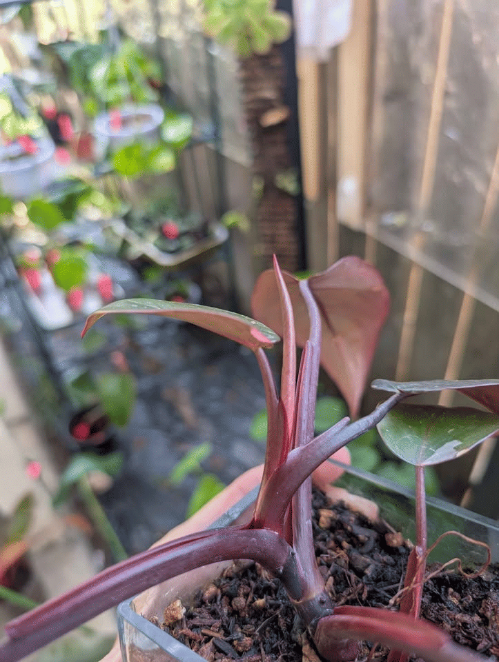 Philodendron Cherry Pink Princess Plant image 1